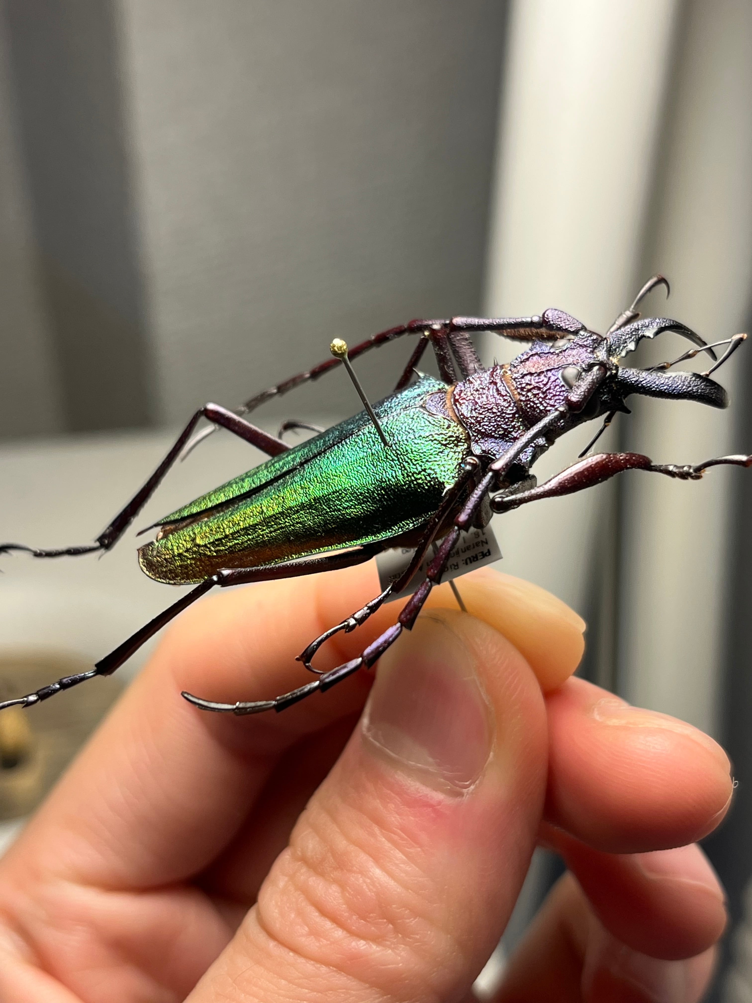 青緑黄】ルリオニカミキリ ムラサキオニノコギリカミキリ