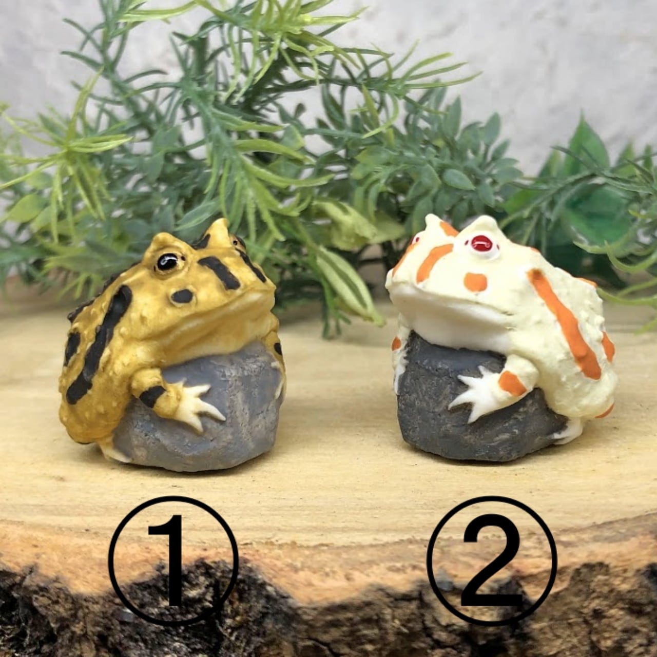 クランウェルツノガエル | 真工房 masakoubou