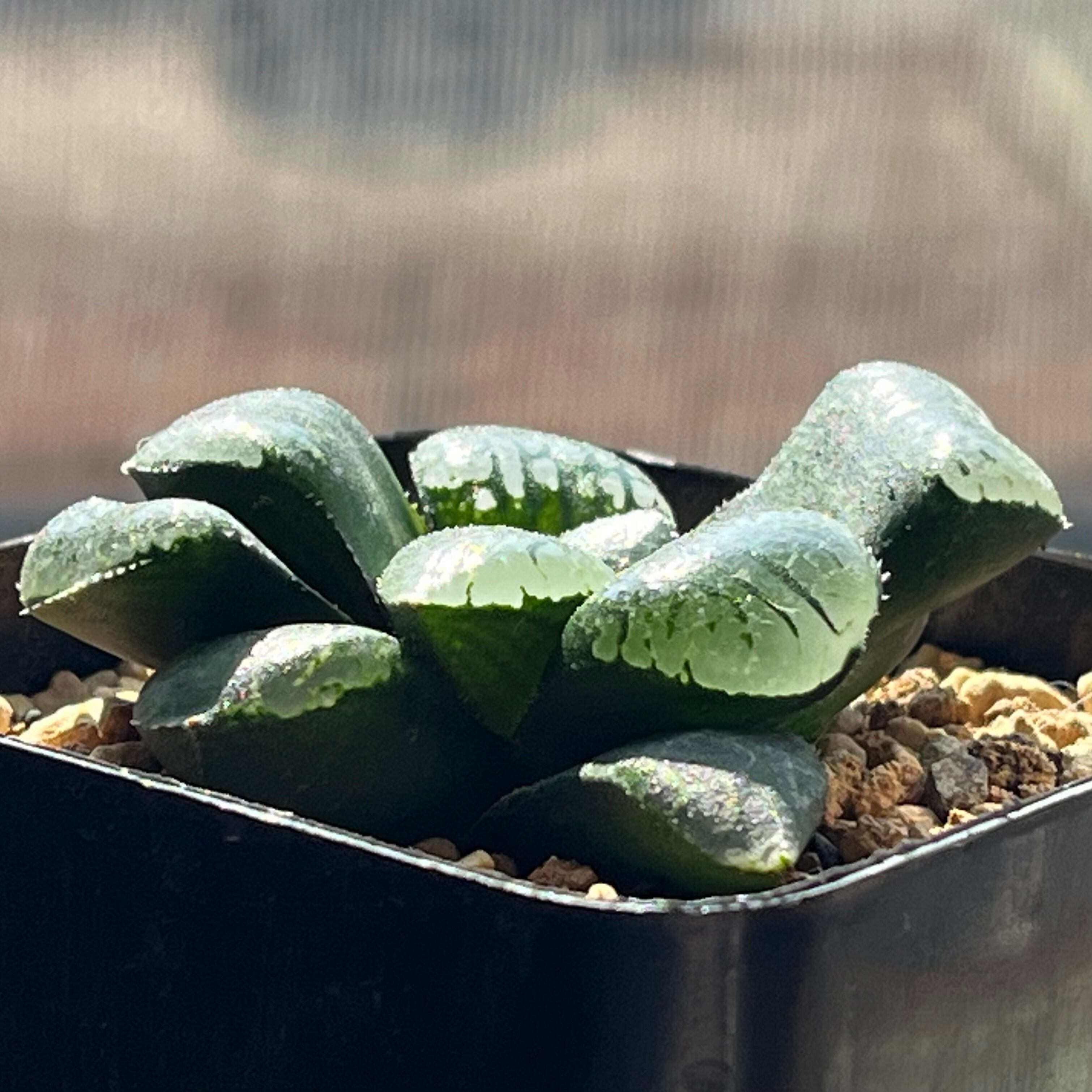 ハオルチア 水魔神 | mocono_plants