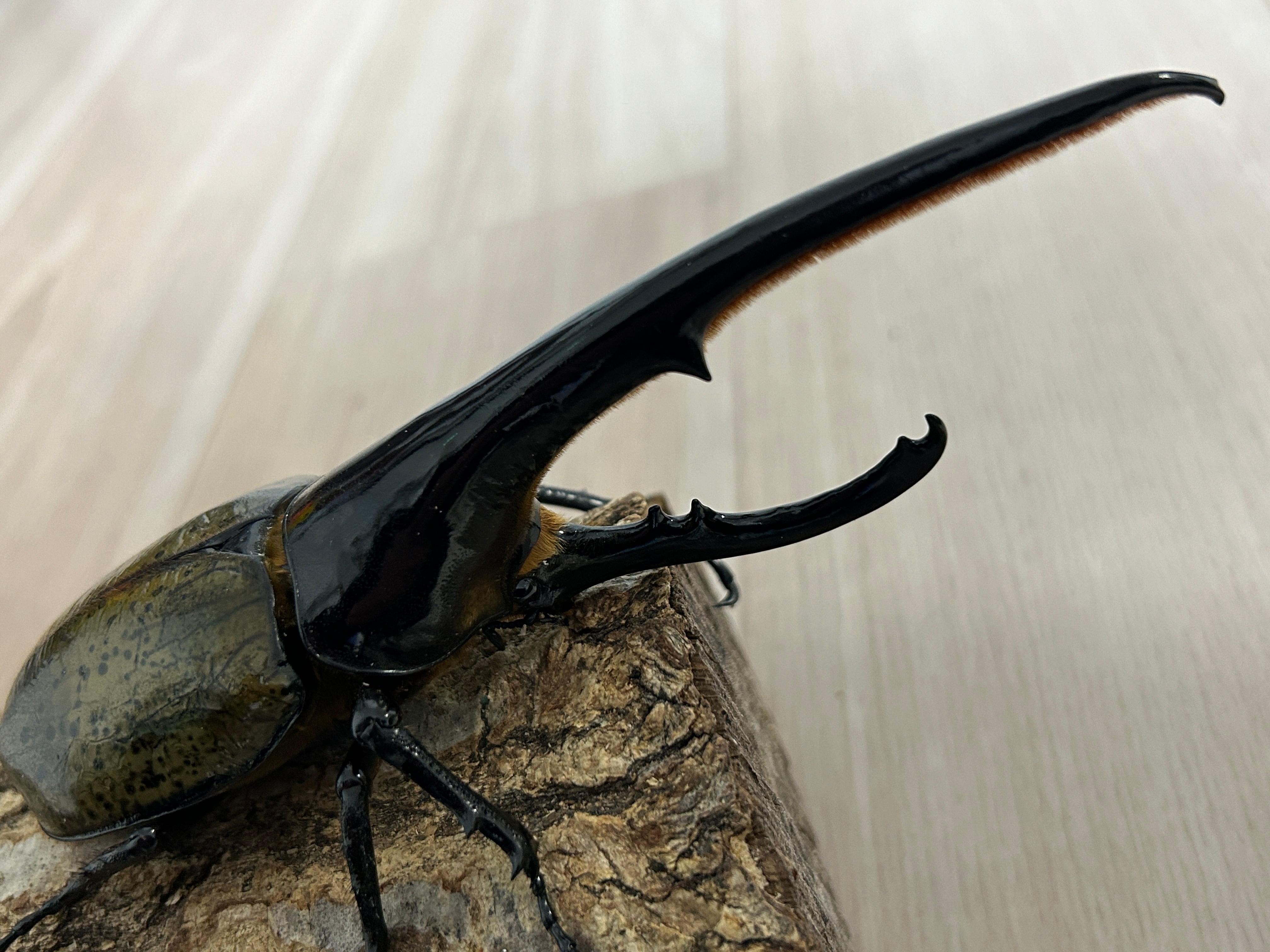 【CBF1】ヘラクレスオオカブト 150mm カブト虫販売 - Amazonico アマゾニコ