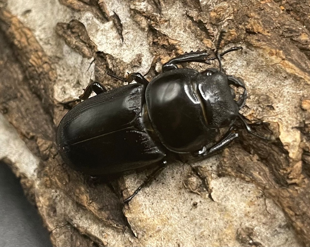 【WD】貴重産地《ドルクス ヤクシャ 30mm ♀単》