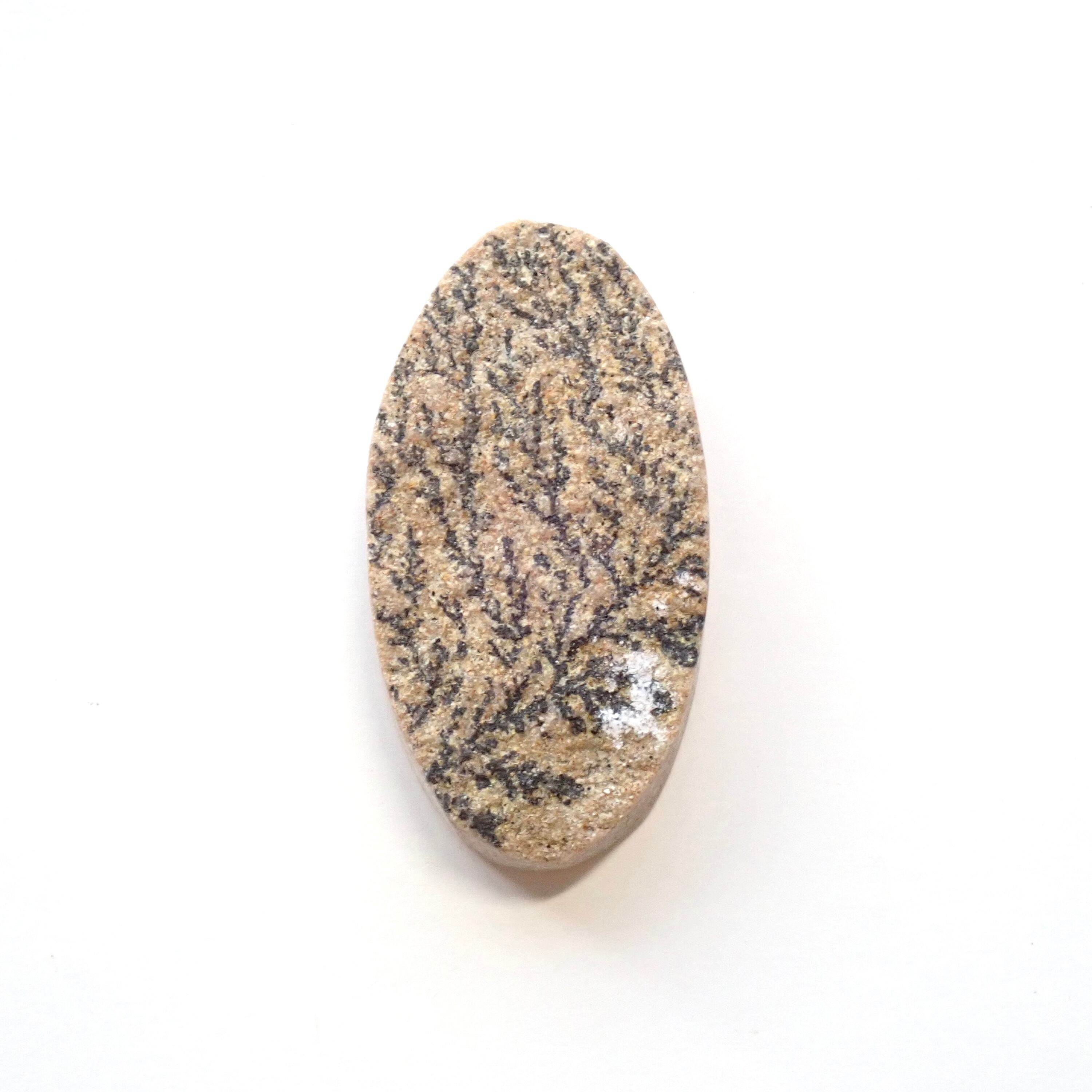 ジャーマン・デンドライト　09