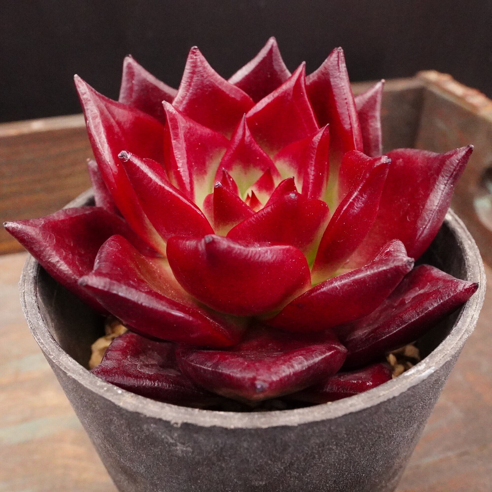 18 ディープレッド 韓国苗 多肉植物（多肉植物カット苗の通販 
