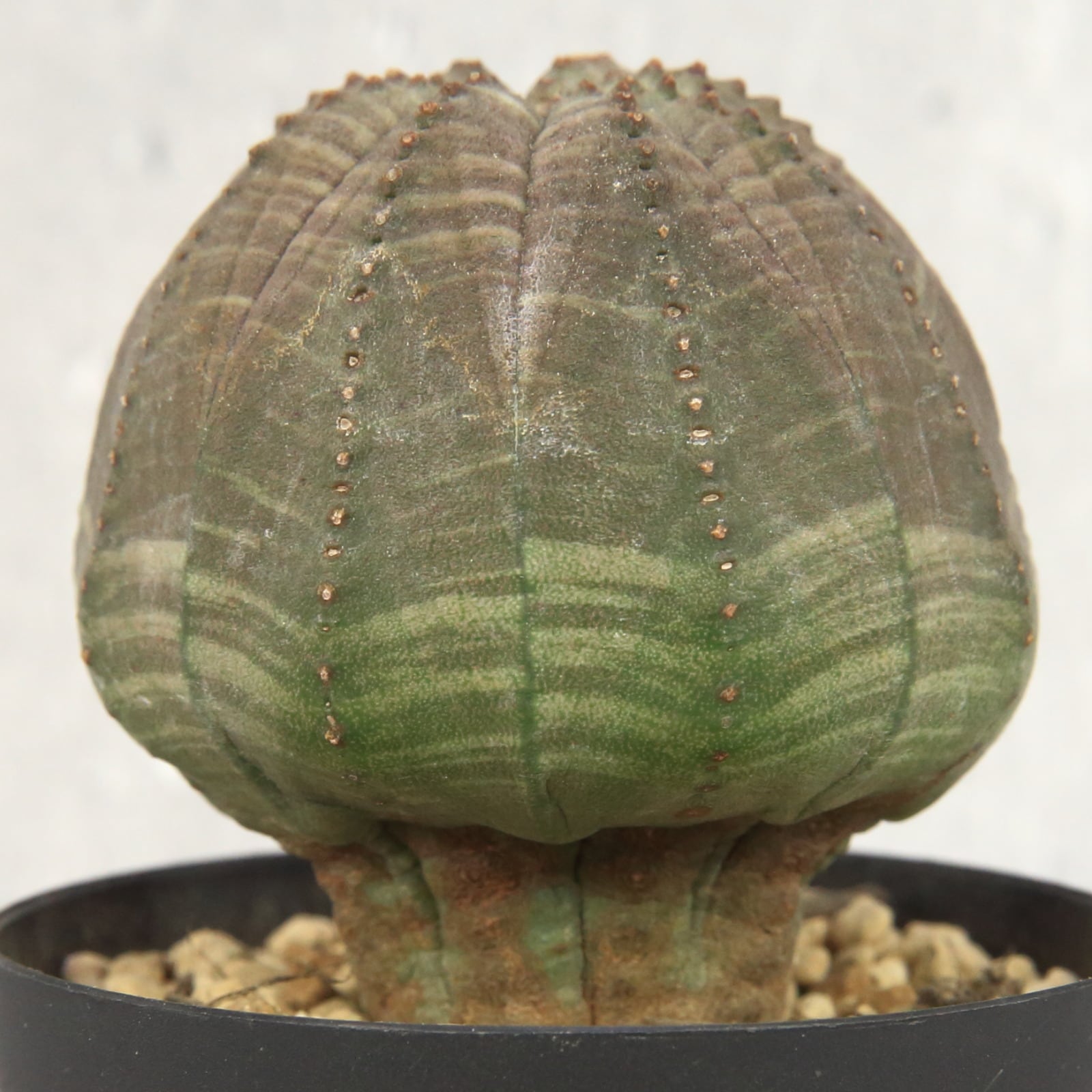 発根済み 超厳選株 ユーフォルビア キノコ型 オベサ 超美形 木質化 Lighthouse Plants 海外実生株のオベサを中心に 輸入植物を扱うプランツ セレクトショップ