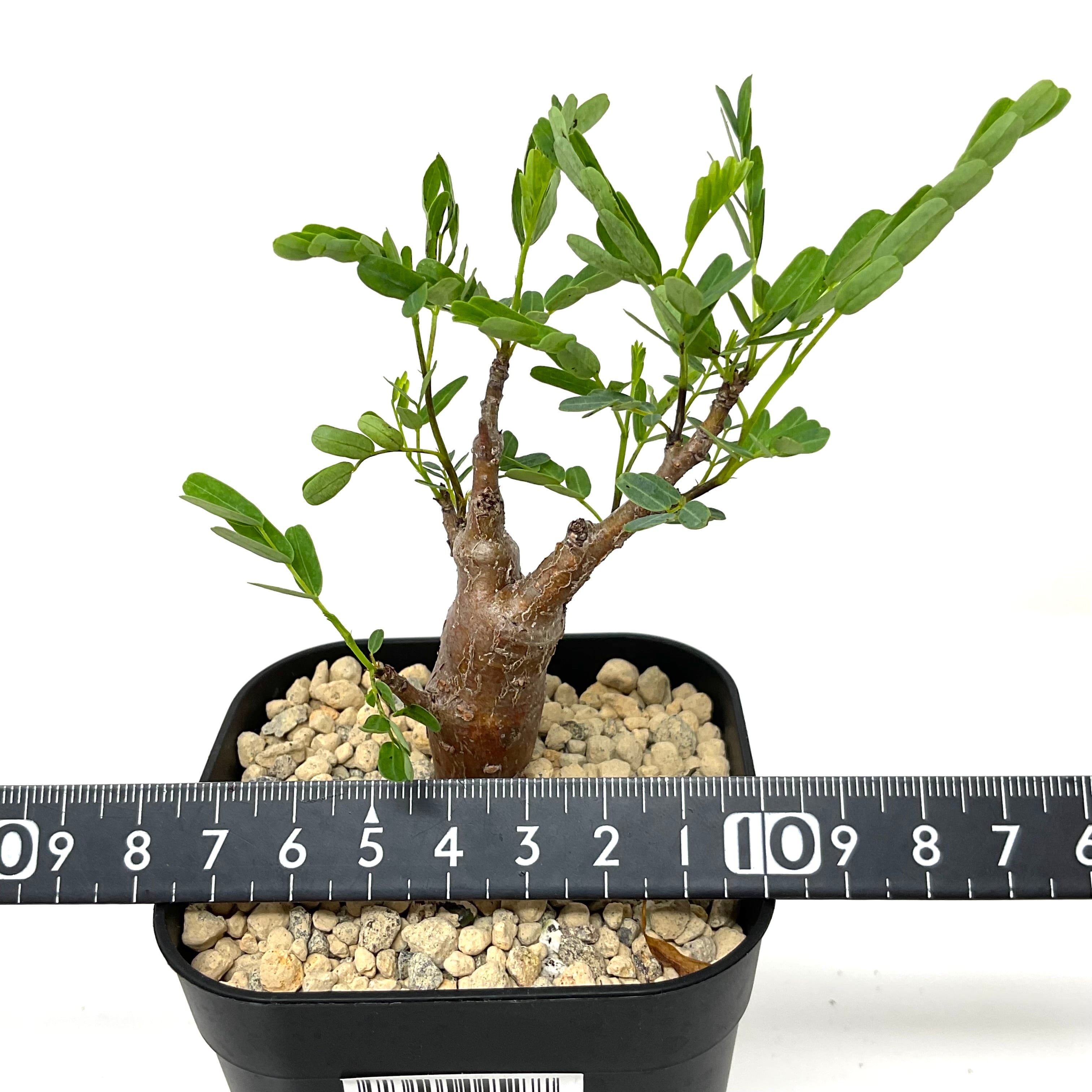 5 センナメリディオナリス 国外実生 センナ メリディオナリス 実生