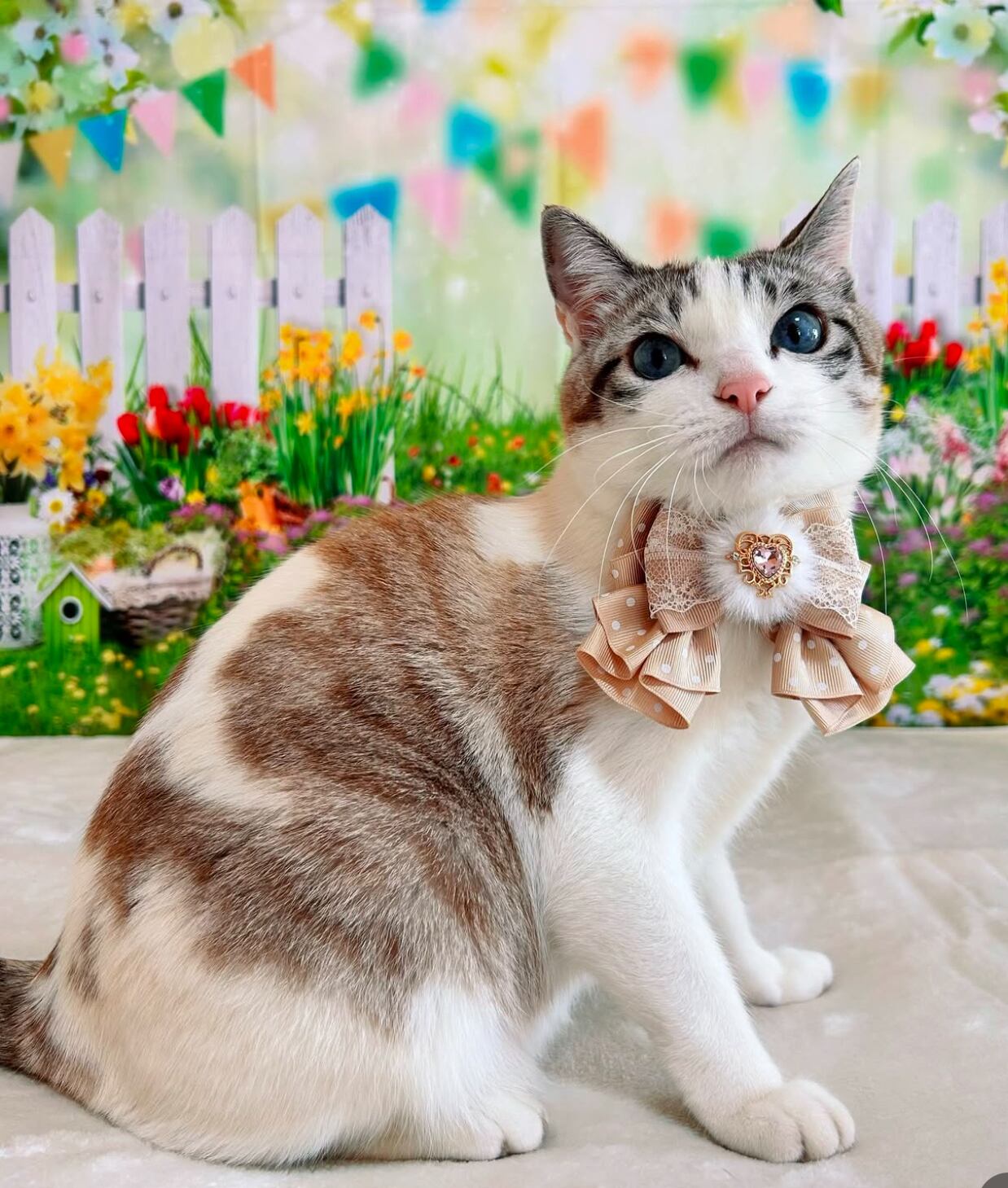 ☆ハートとリボンが素敵！フリル猫ちゃんチャーム☆ 【公式通販】