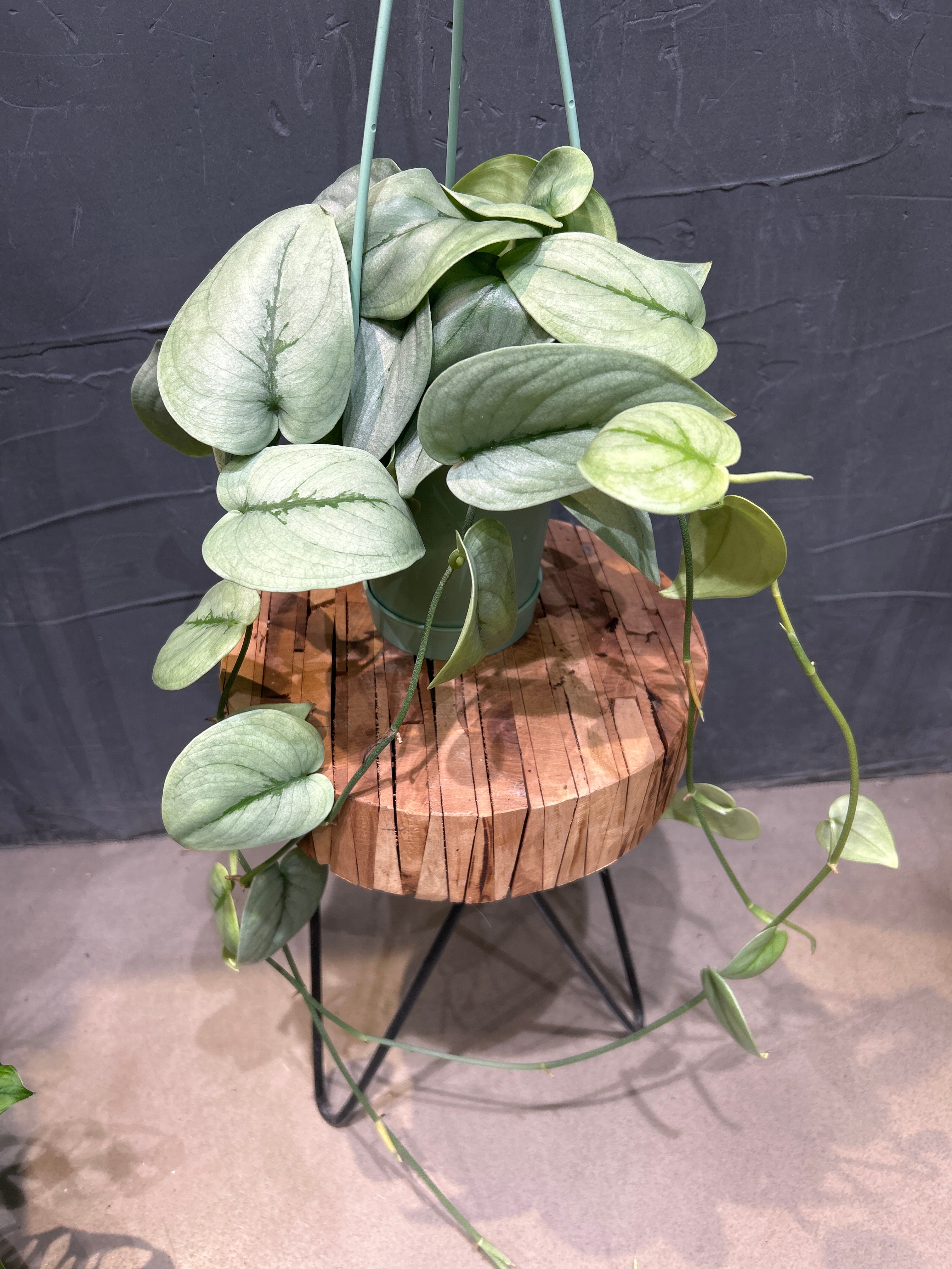 スキンダプサス　シルバーペラ Happy Watering Wednesday🌿 Scindapsus sp. It looks similar to