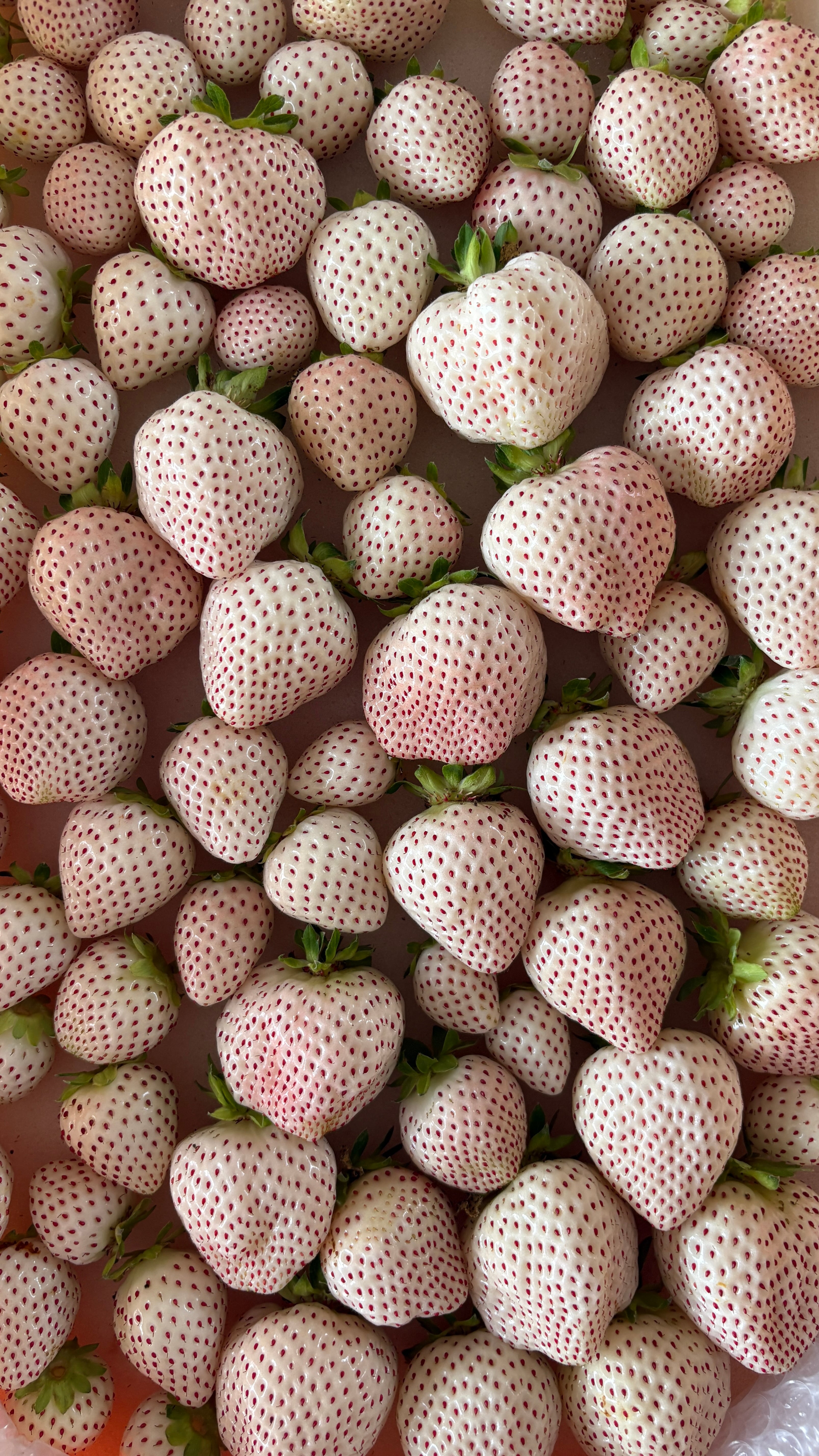 いちごページ✧ 特集2／笑顔を運ぶ奇跡の一粒 宮城県育成イチゴ新品種 にこにこベリー