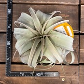 【10%OFF対象】チランジア　キセログラフィカ【005】