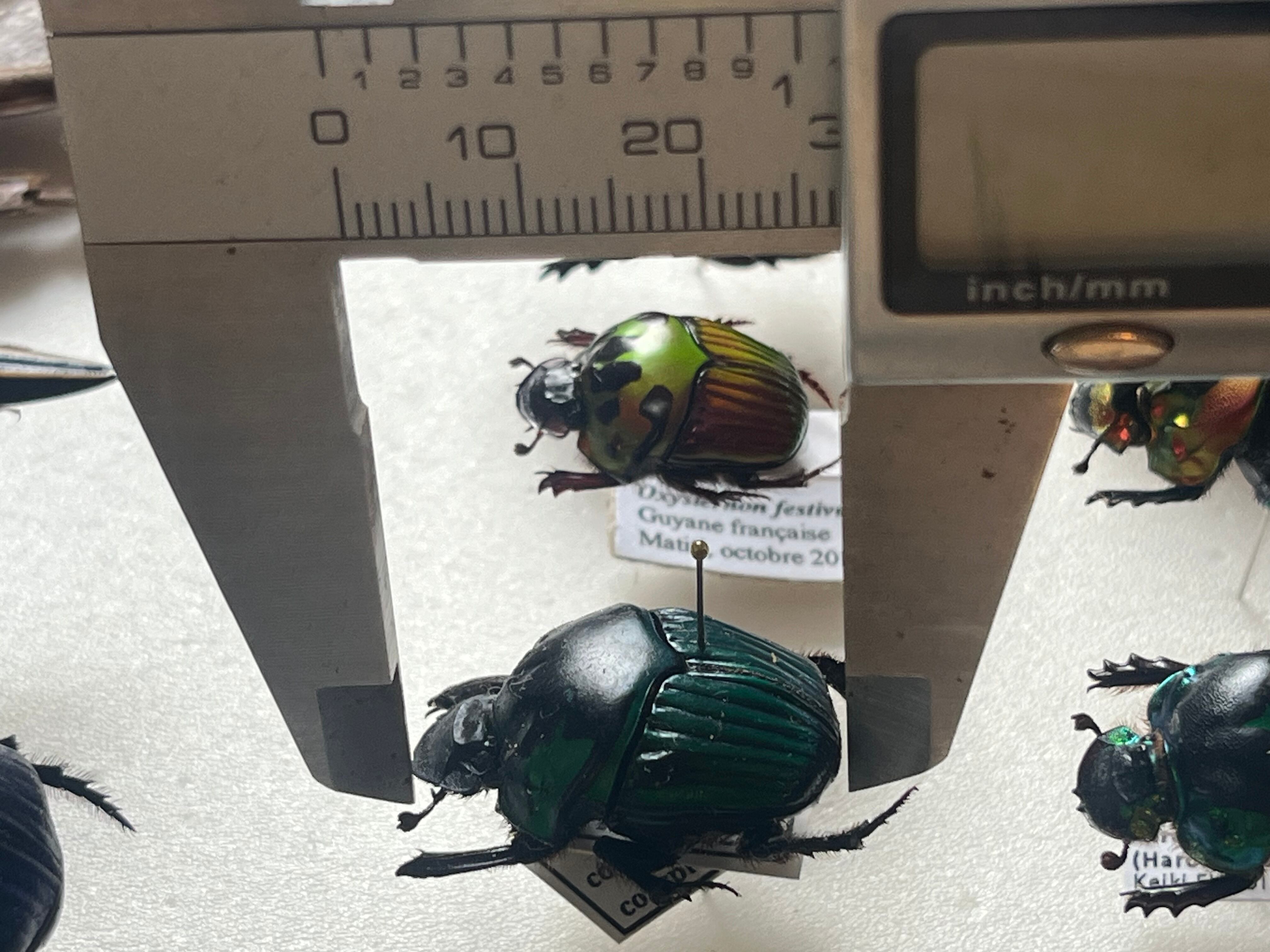 27mm♀】ミドリツヤダイコクコガネ フンチュウ糞虫昆虫標本甲虫