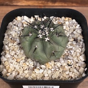 【新着3日限定10%OFF】【Copiapoa】サボテン コピアポア 黒王丸 実生【340】