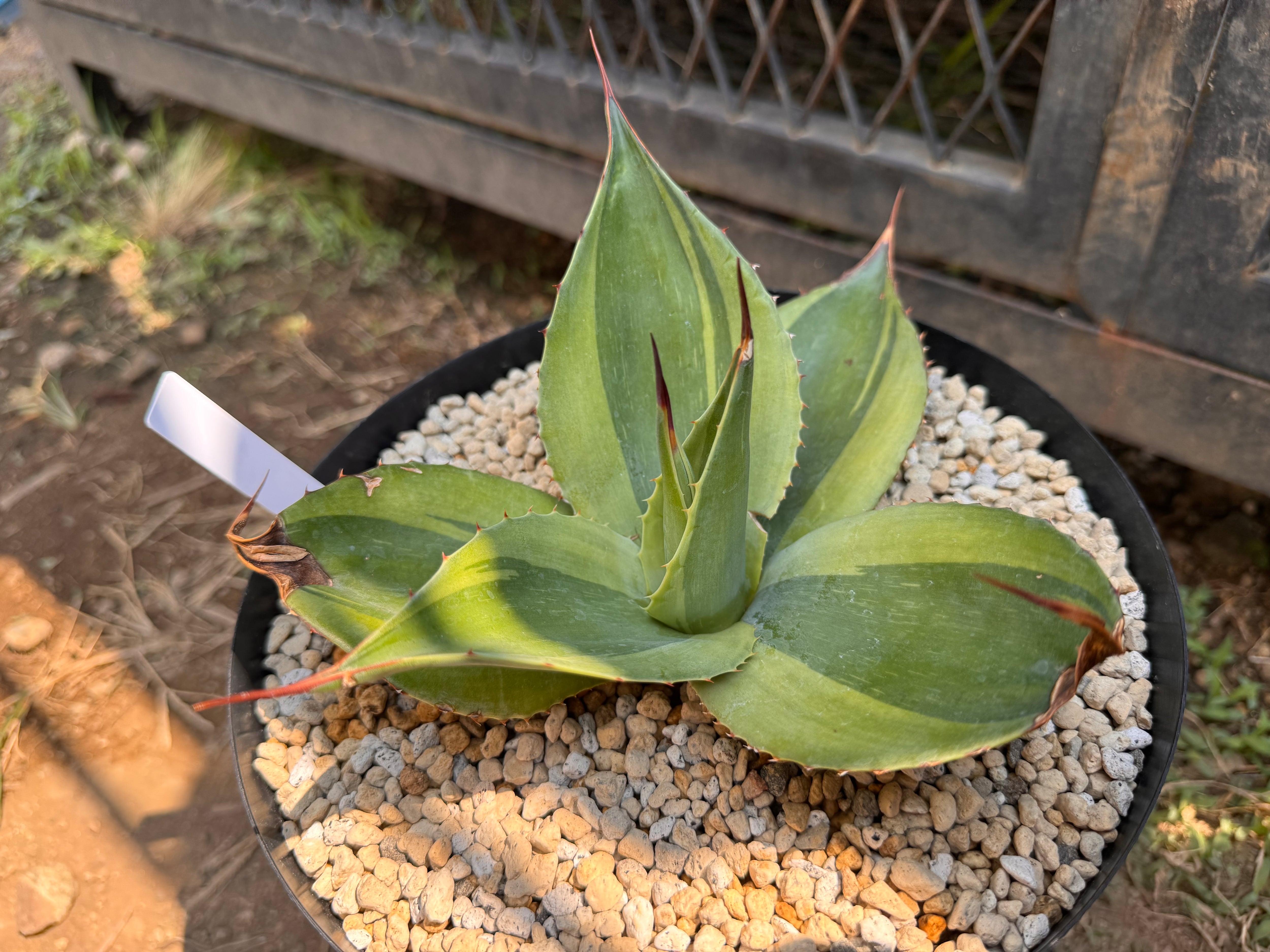 オバティフォリアキラー アガベ オバティフォリア キラー | hanayoshi-botanical