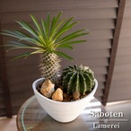 ミニプランツ寄せ植え パキポディウム ラメリー サボテン 短毛丸 箱庭 ミニ 観葉植物 1013WH