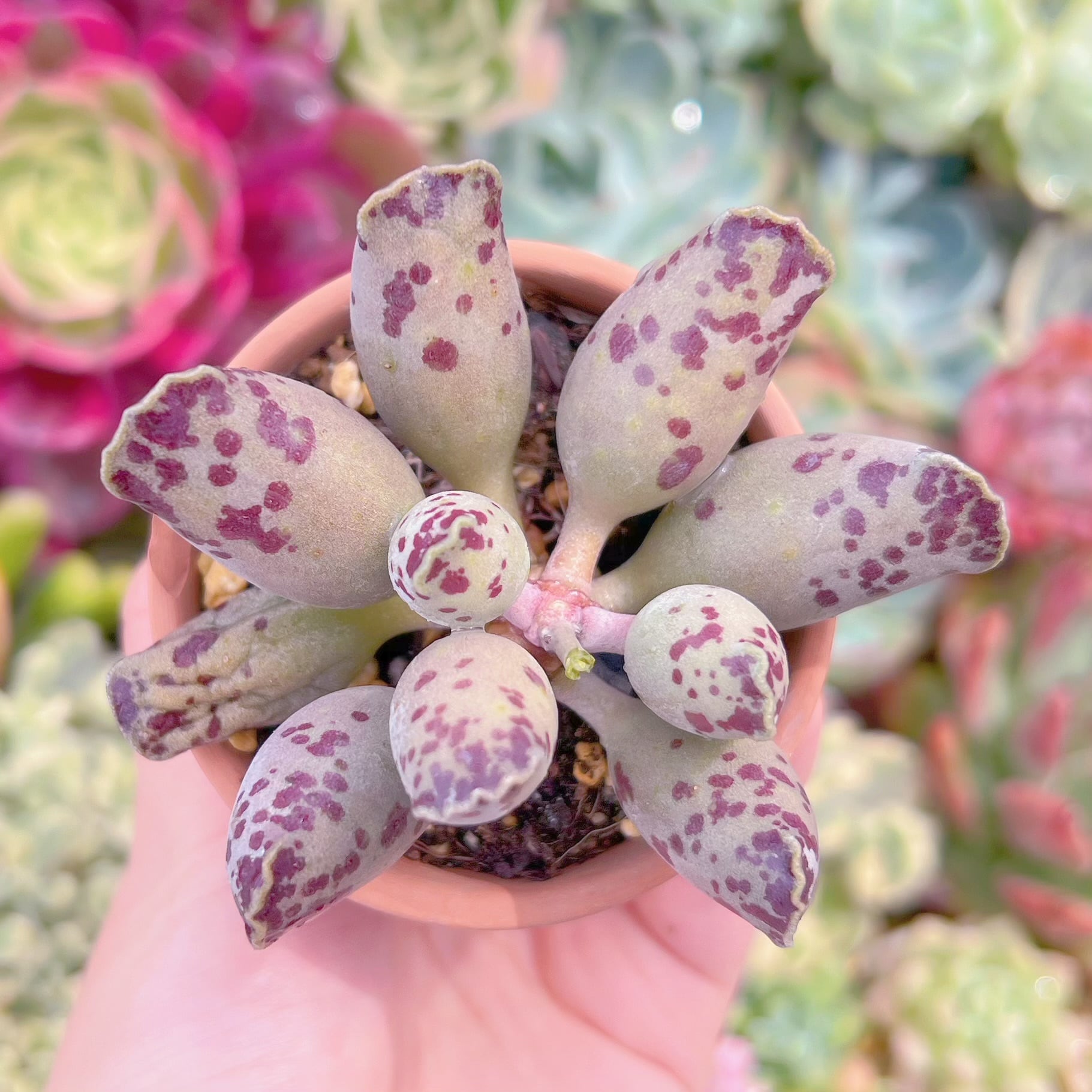 現物　アザラシ#B69　るる農園