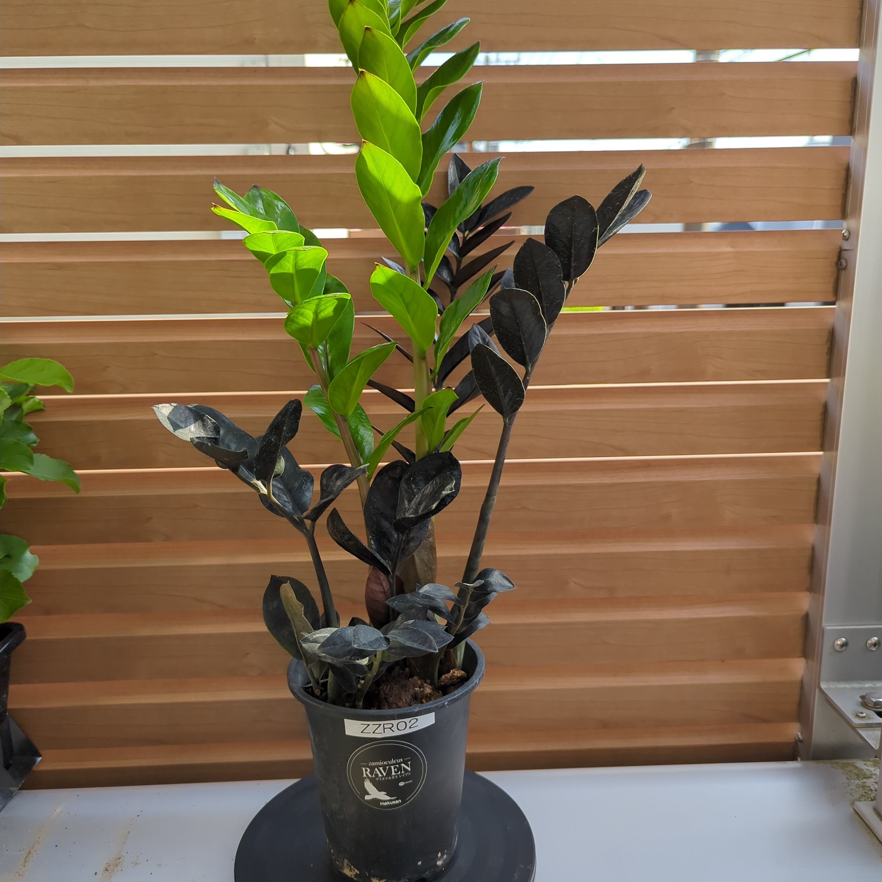 ザミオクルカス レイヴン | BRIDGE GARDEN