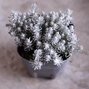 ヘリクリサム　イタリカム　シルバーリーフ　寄せ植えにオススメ　
