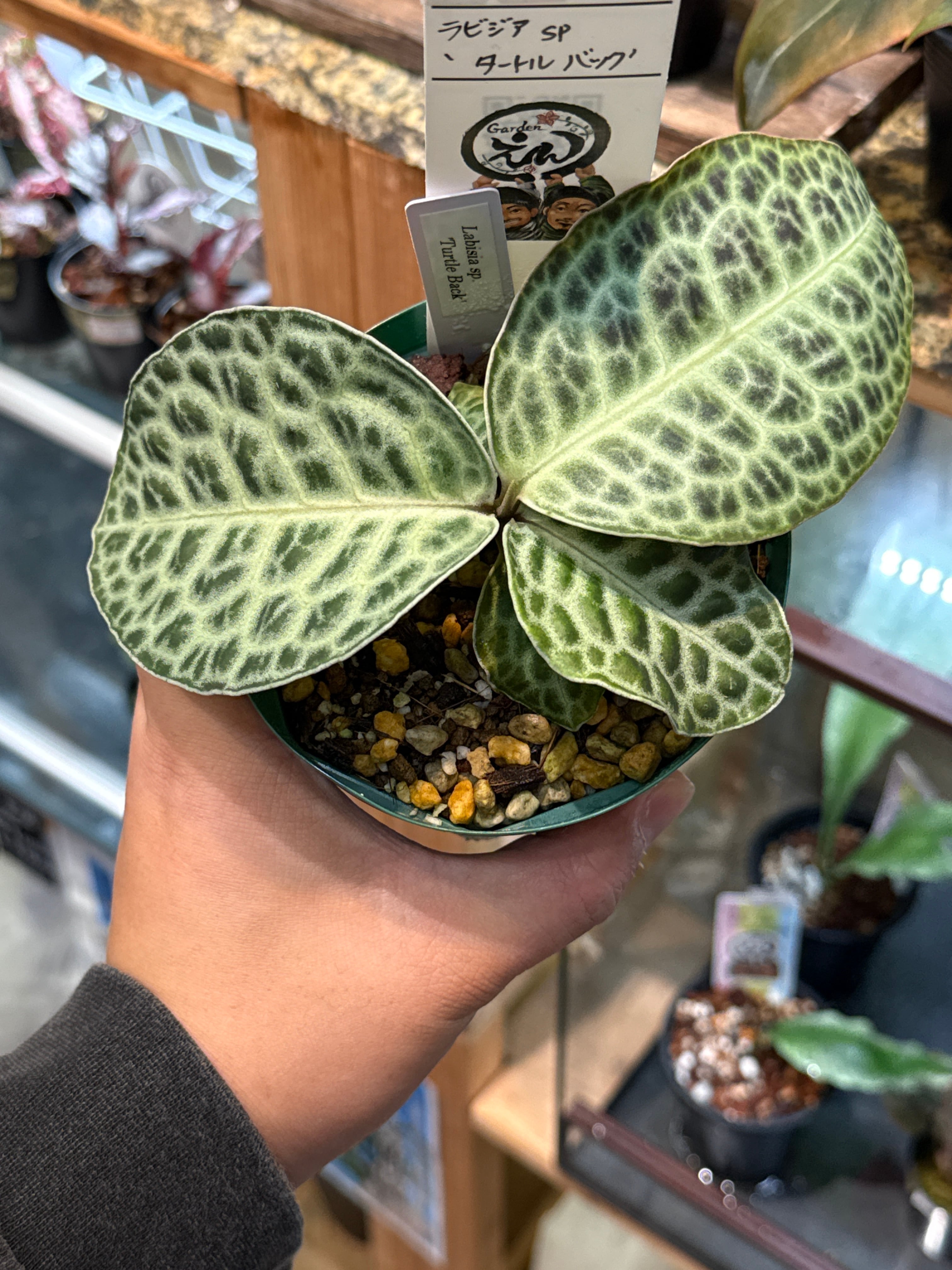 ラビシア sp.'タートルバック' | Gardenえん 【観葉熱帯植物】