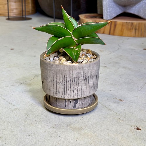 サンスベリア・サムライドワーフ