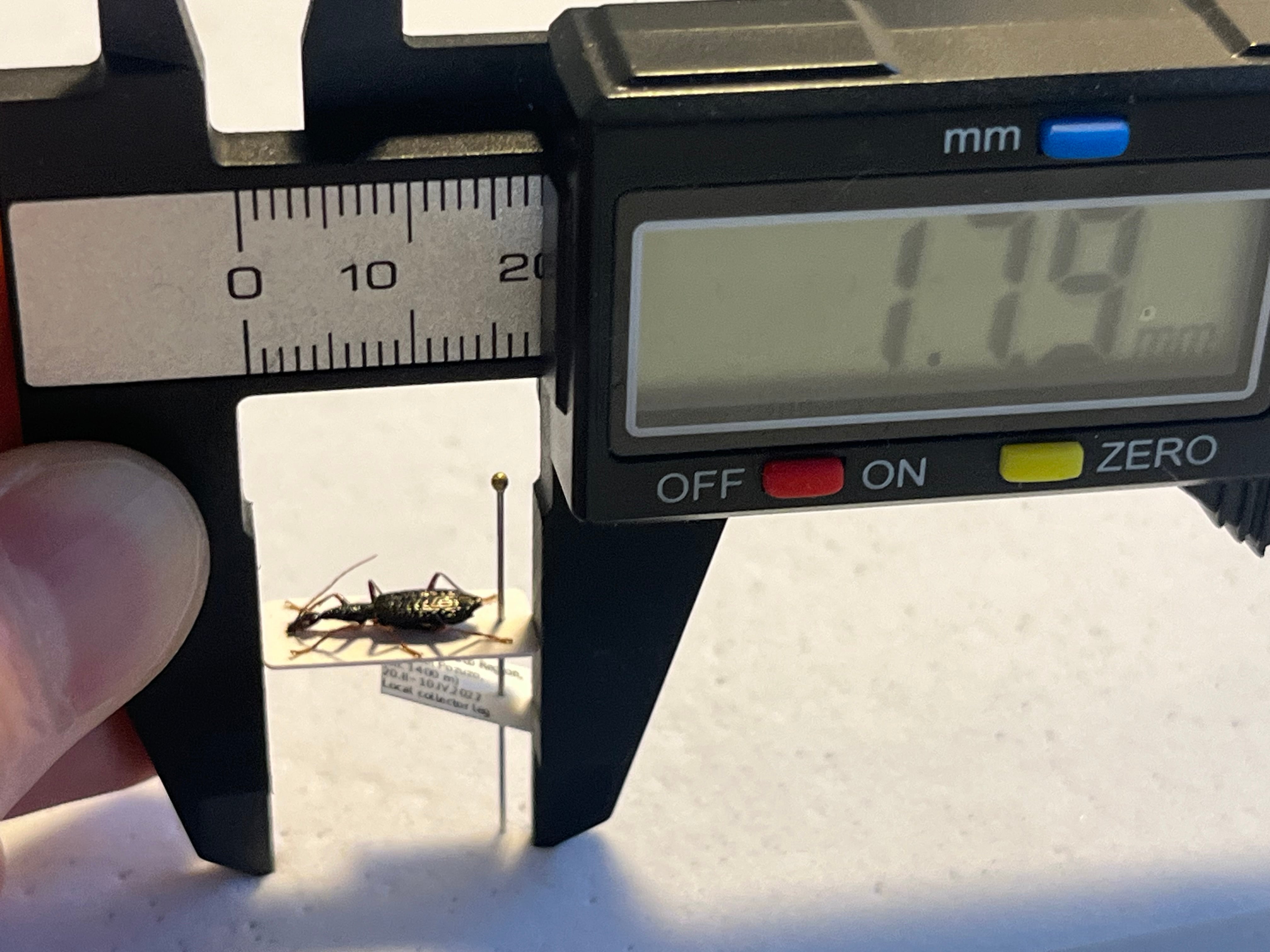 12mm】クビナガゴミムシの一種？ 標本 アトバゴミムシ ミイデラ