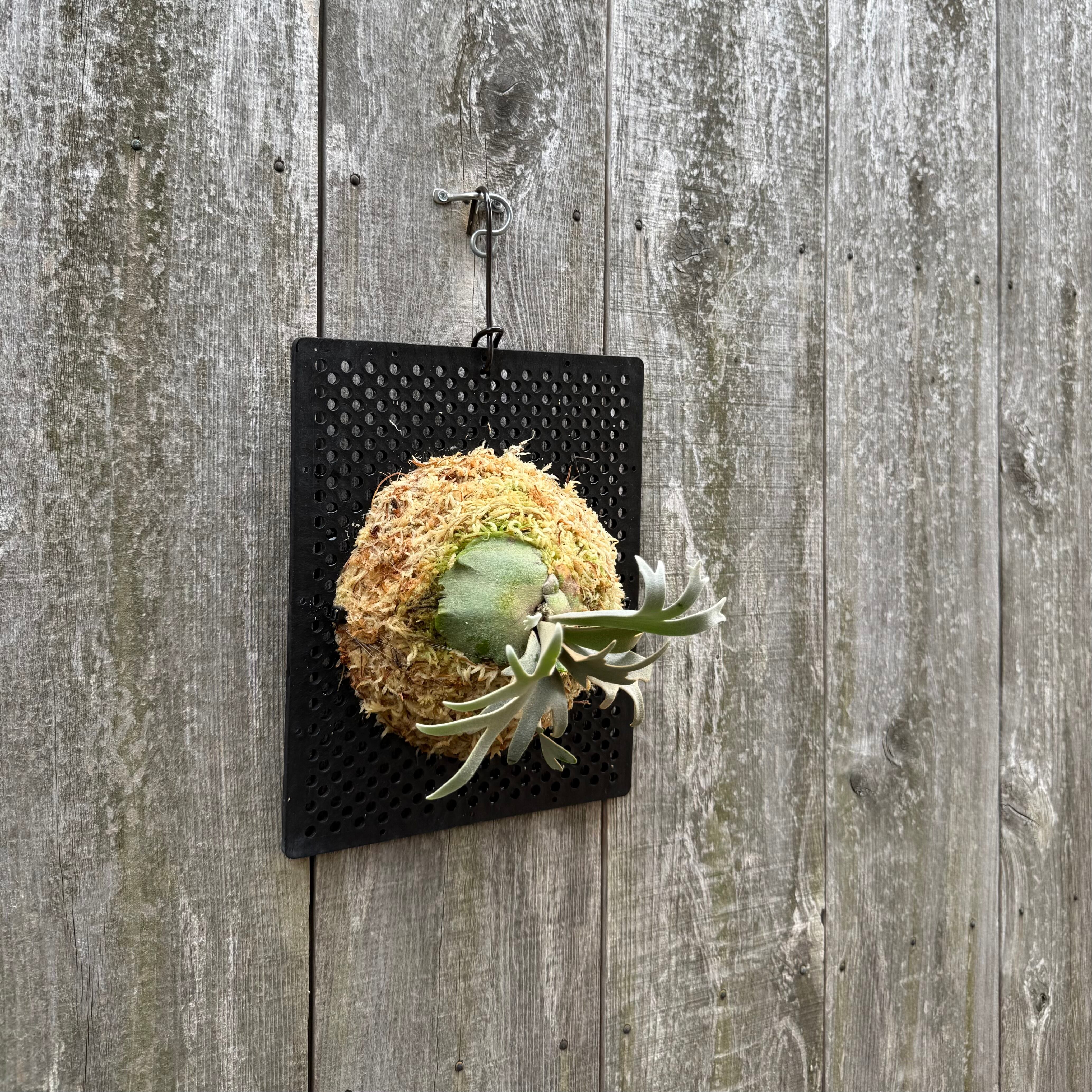 ビカクシダ P. willinckii watchara sporelings dwarf P. willinckii watchara sporelings dwarf (pup) | naturefix