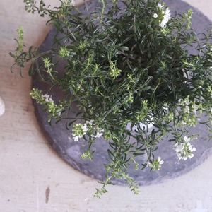 サツレジャ　宿根草｜香りのあるハーブ　寄せ植えや鉢植えにおすすめ