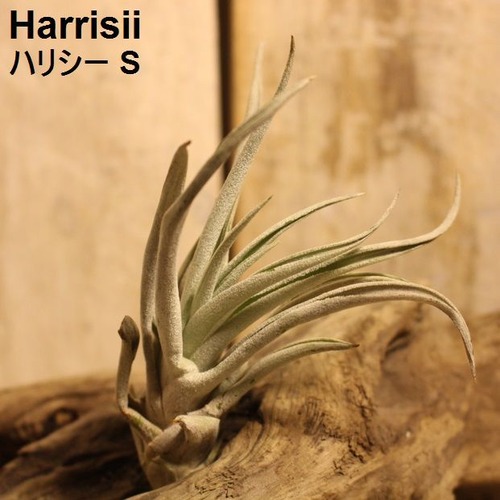 エアプランツ Harrisii S