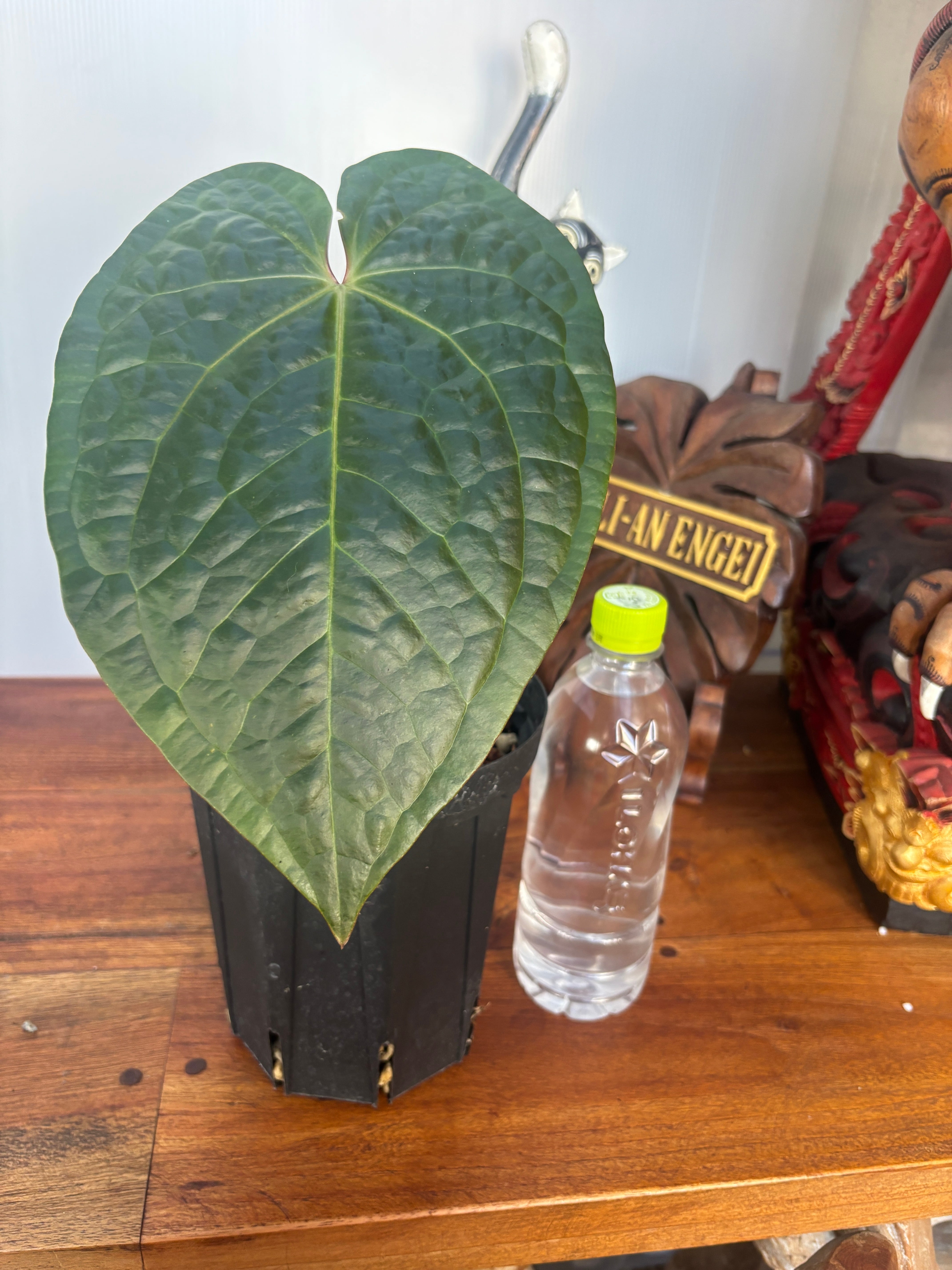 Anthurium | BA PLants