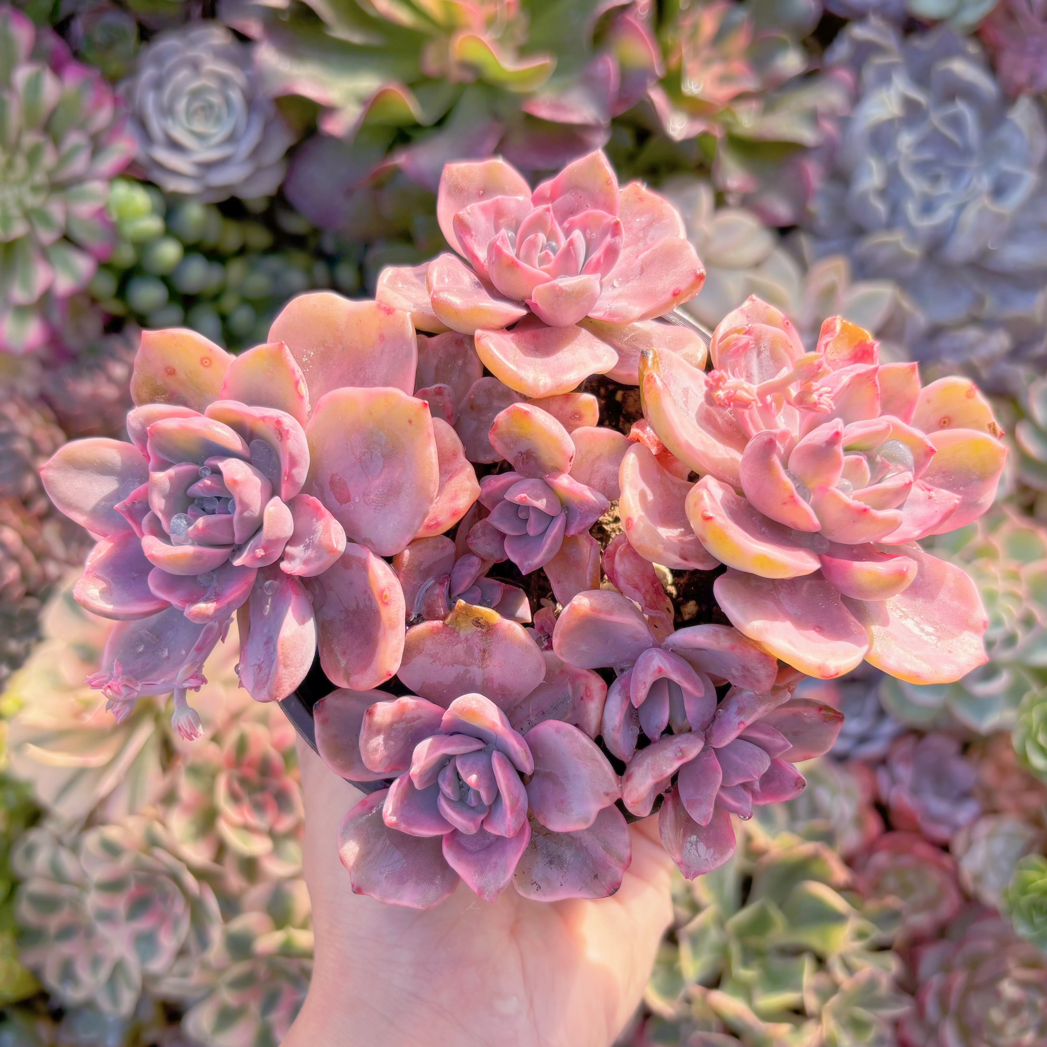 現品　リチャード錦#K028　大群生　るる農園