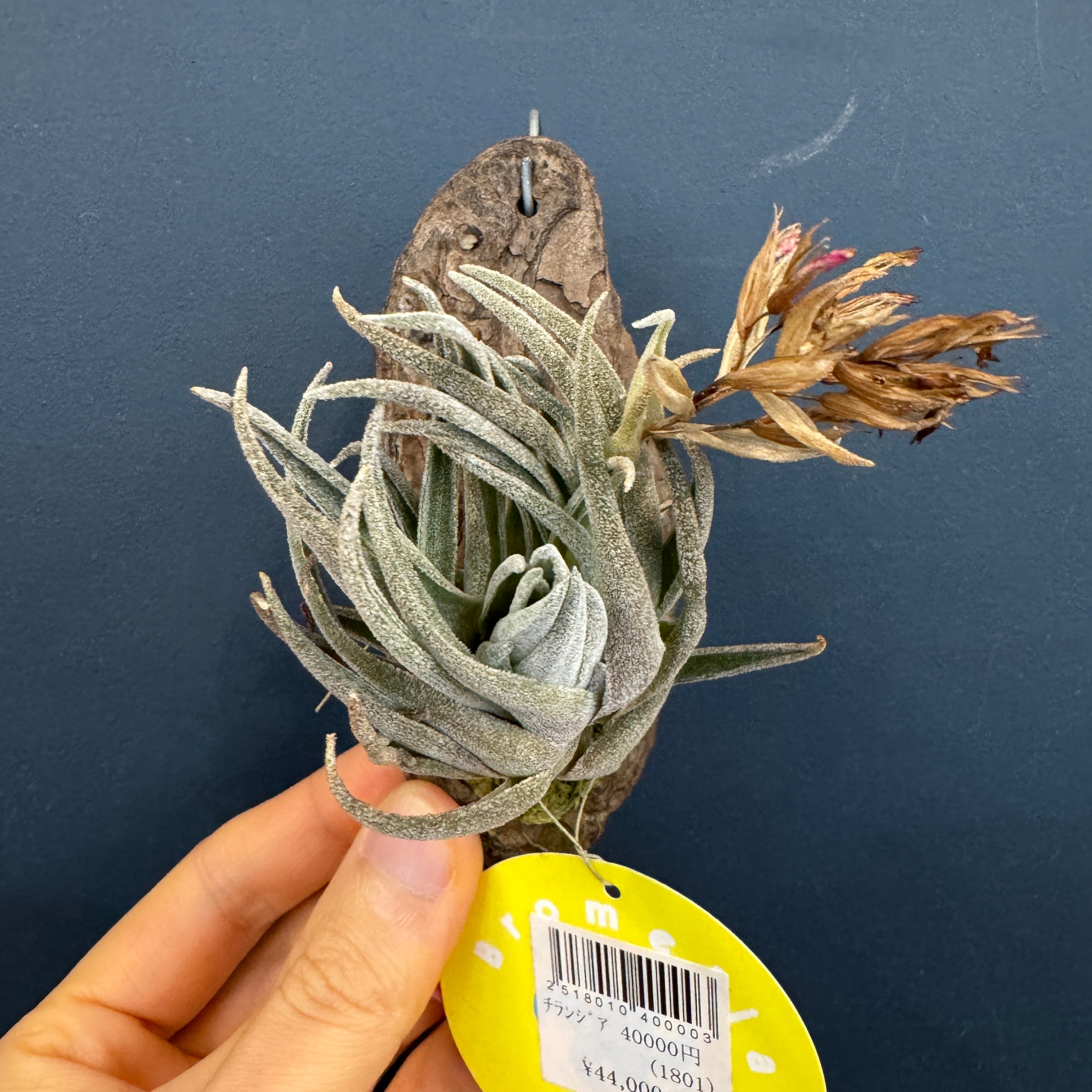 チランジア ブラキフィラ【572】 | PROTOLEAF プロトリーフ