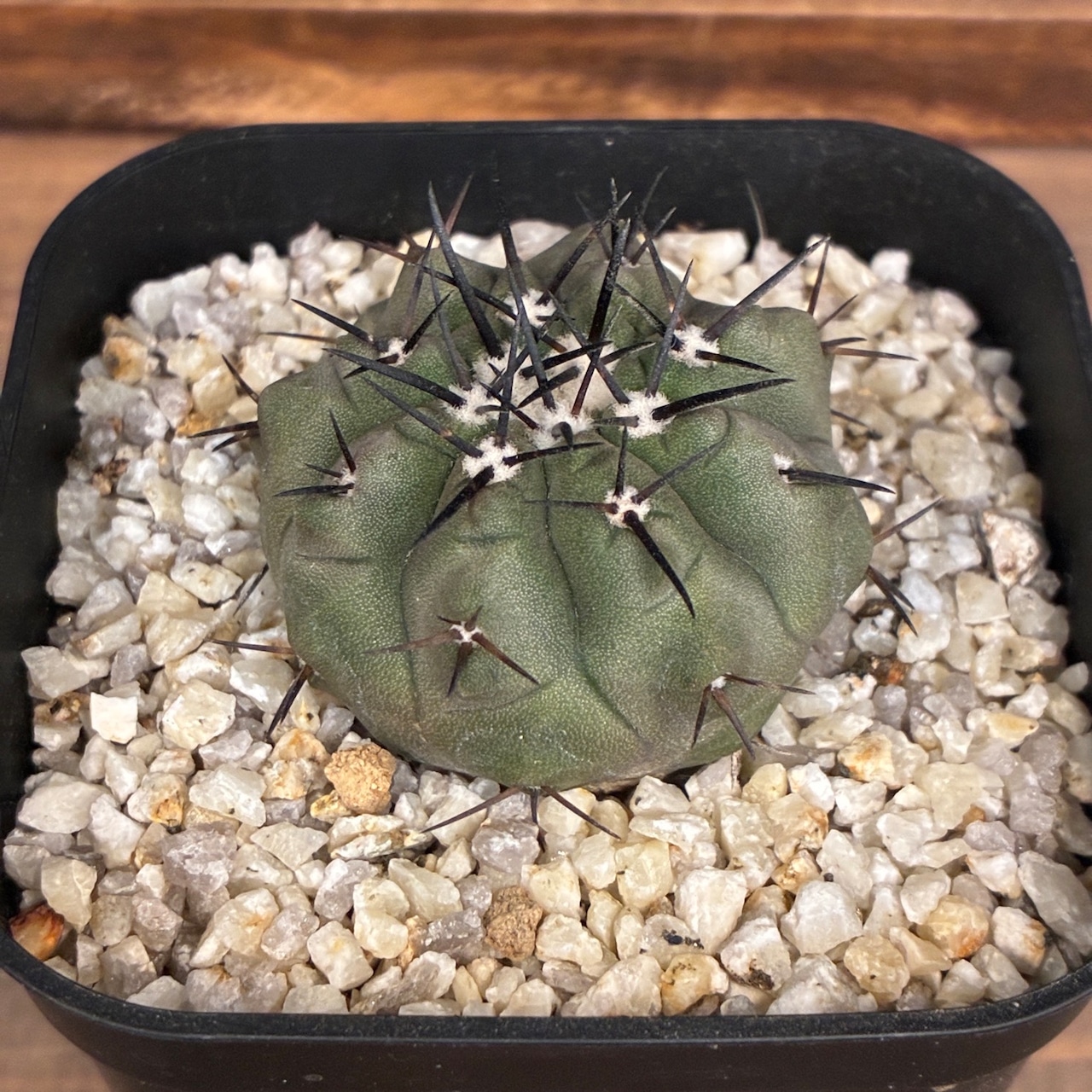 【新着3日限定10%OFF】【Copiapoa】サボテン コピアポア 黒王丸 実生【340】