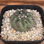 【新着3日限定10%OFF】【Copiapoa】サボテン コピアポア 黒王丸 実生【340】