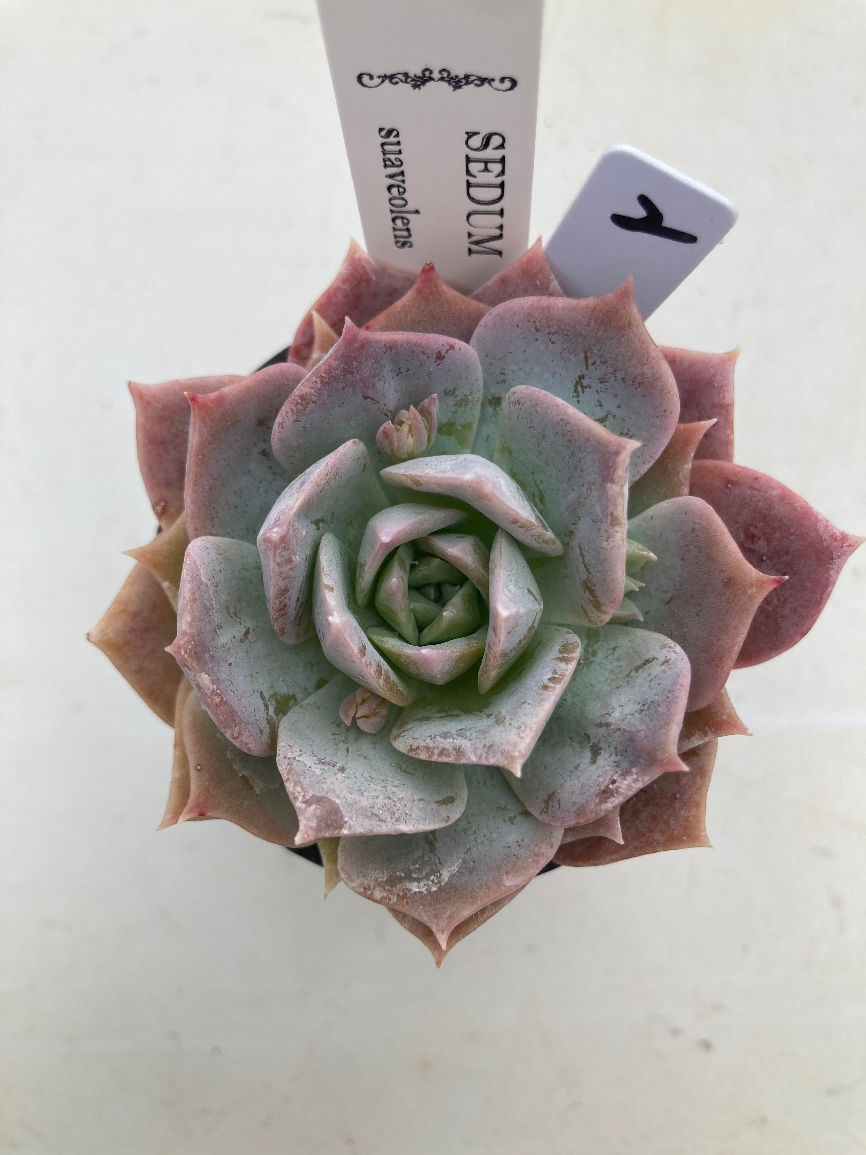 現物商品】 セダム スアベオレンス ② | 多肉植物研究所