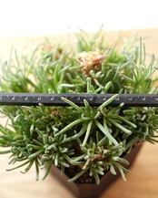 抜き苗 フィロボルス レスルゲンス XL大株 Phyllobolus resurgens