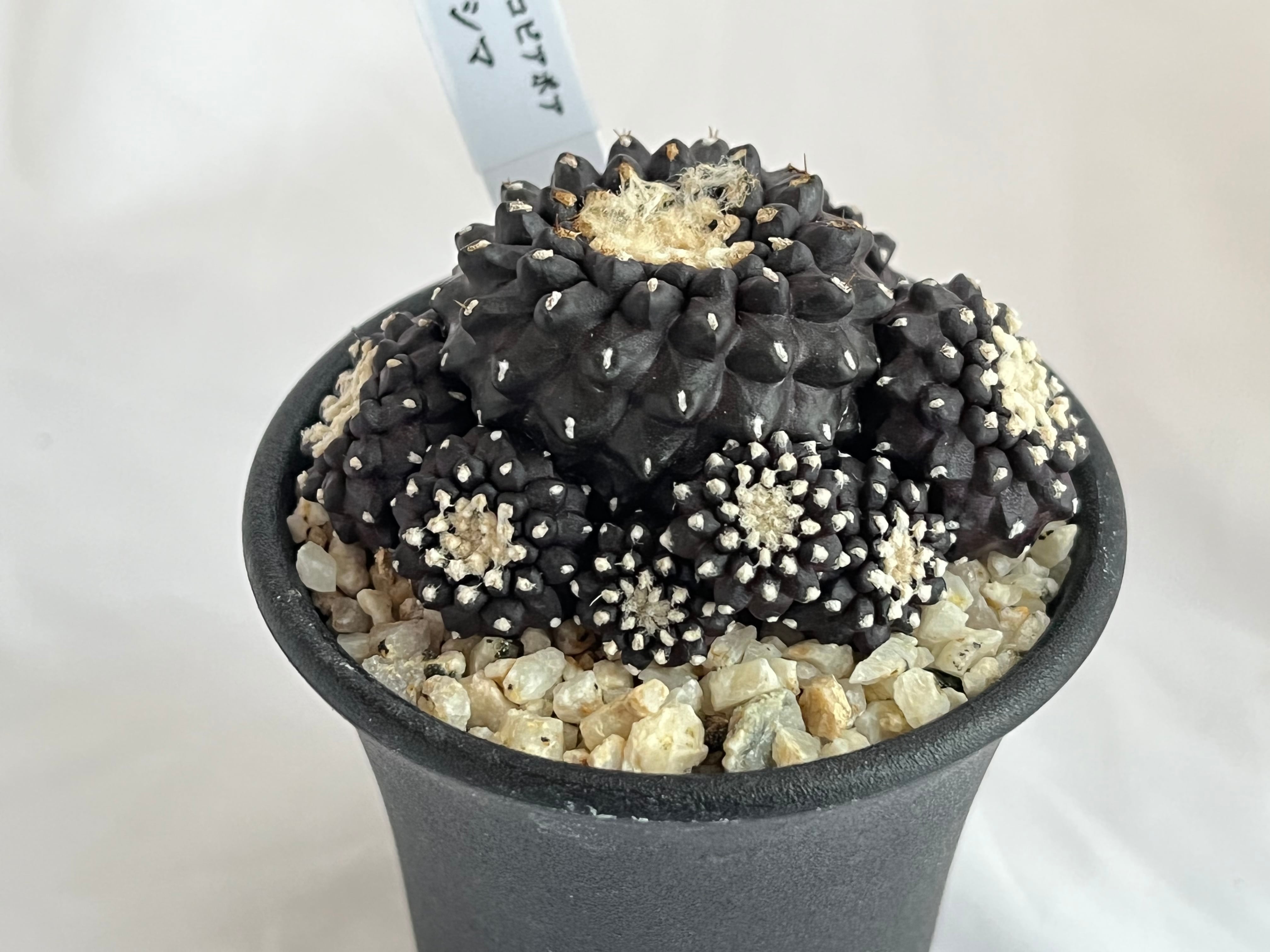 Copiapoa Tenuissima コピアポア テヌイシマ 魚鱗玉 サボテン