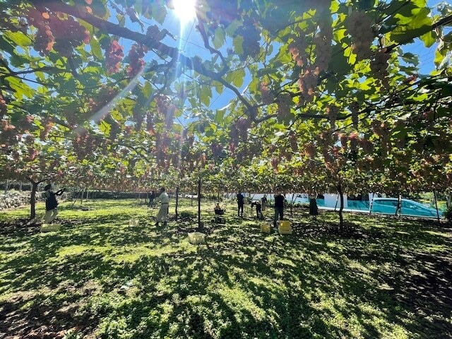 【福利厚生倶楽部・CLUB CCI・クラブオフ会員様】クラフトワイン<ハーフボトル24本>※9/27(土)収穫体験&試食・ワイナリー見学&試飲・送料込