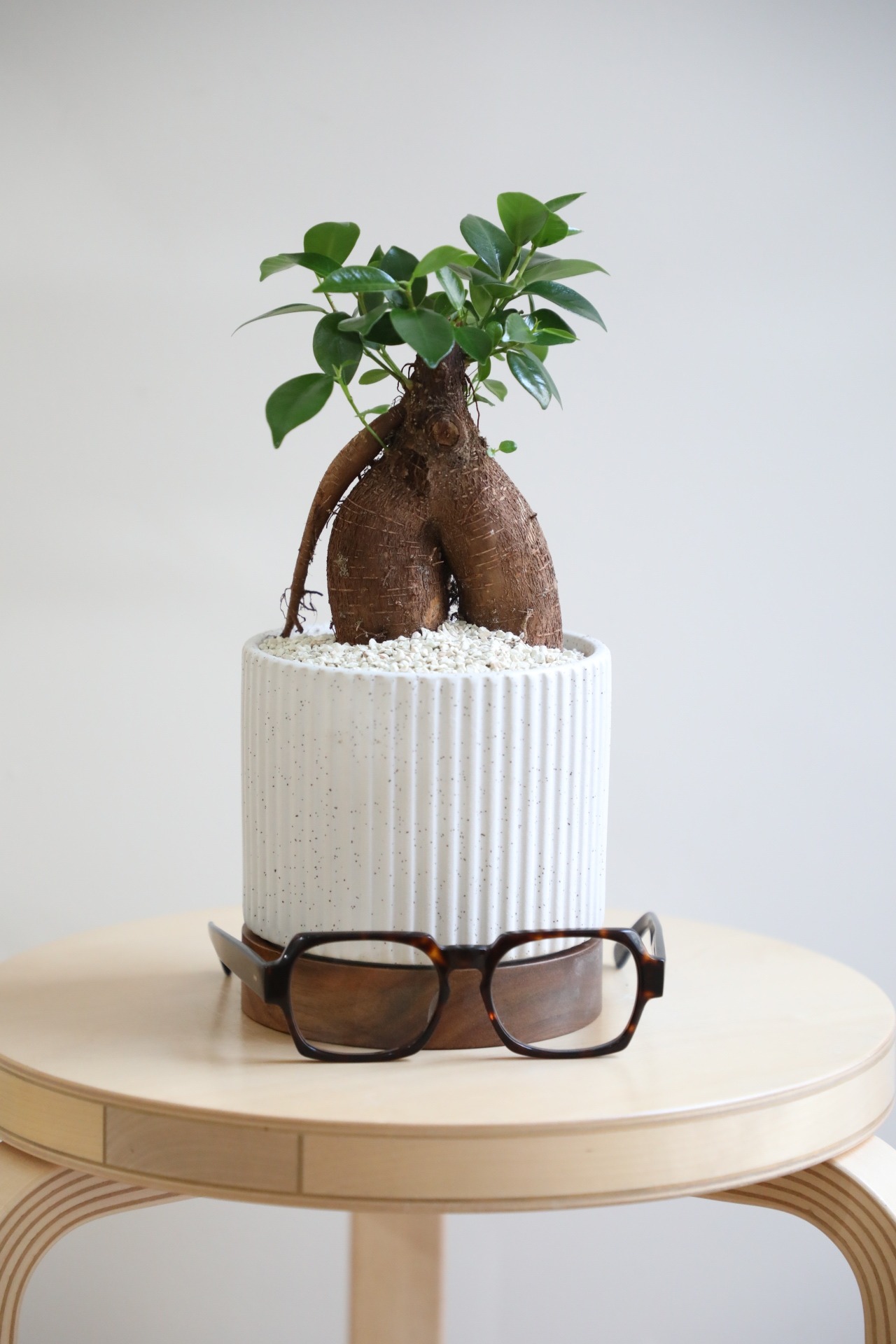 【S】ガジュマル/Ficus microcarpa
