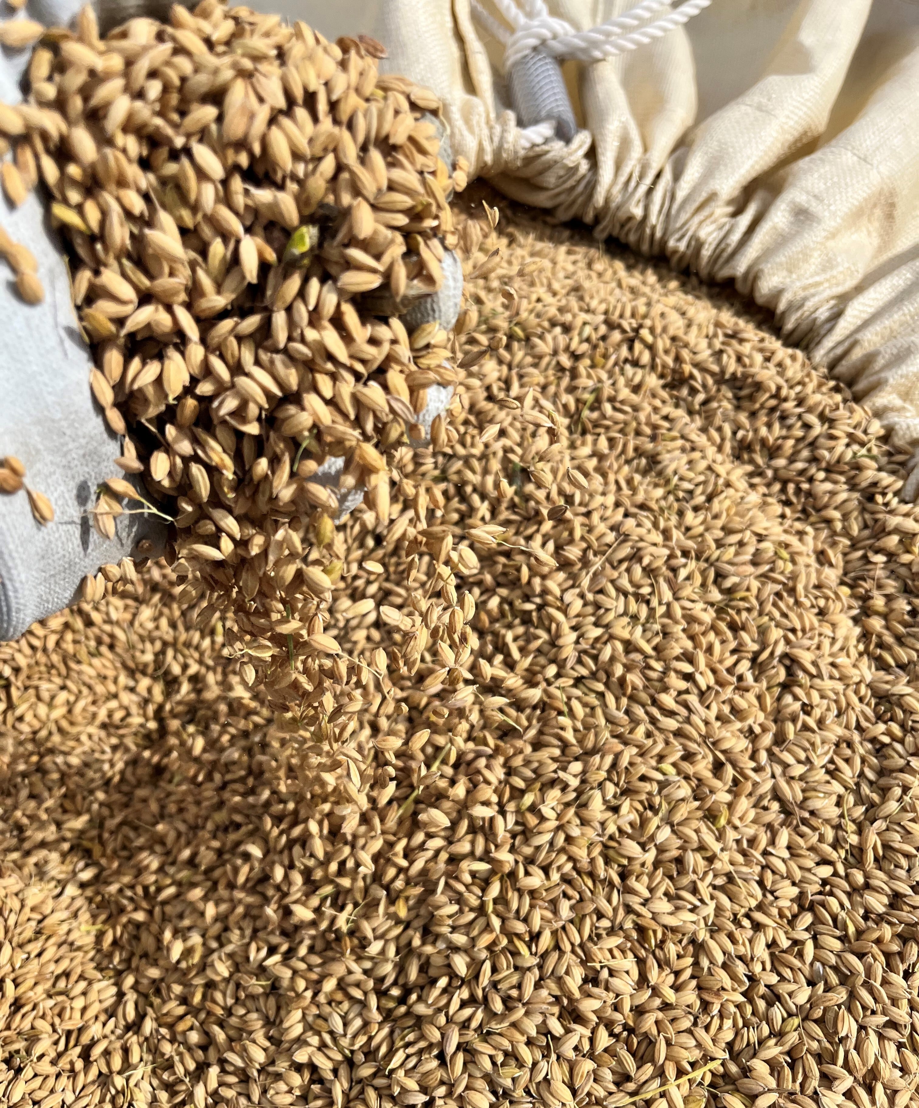 特別權之丞米【減農薬はれわたり】白米10kg