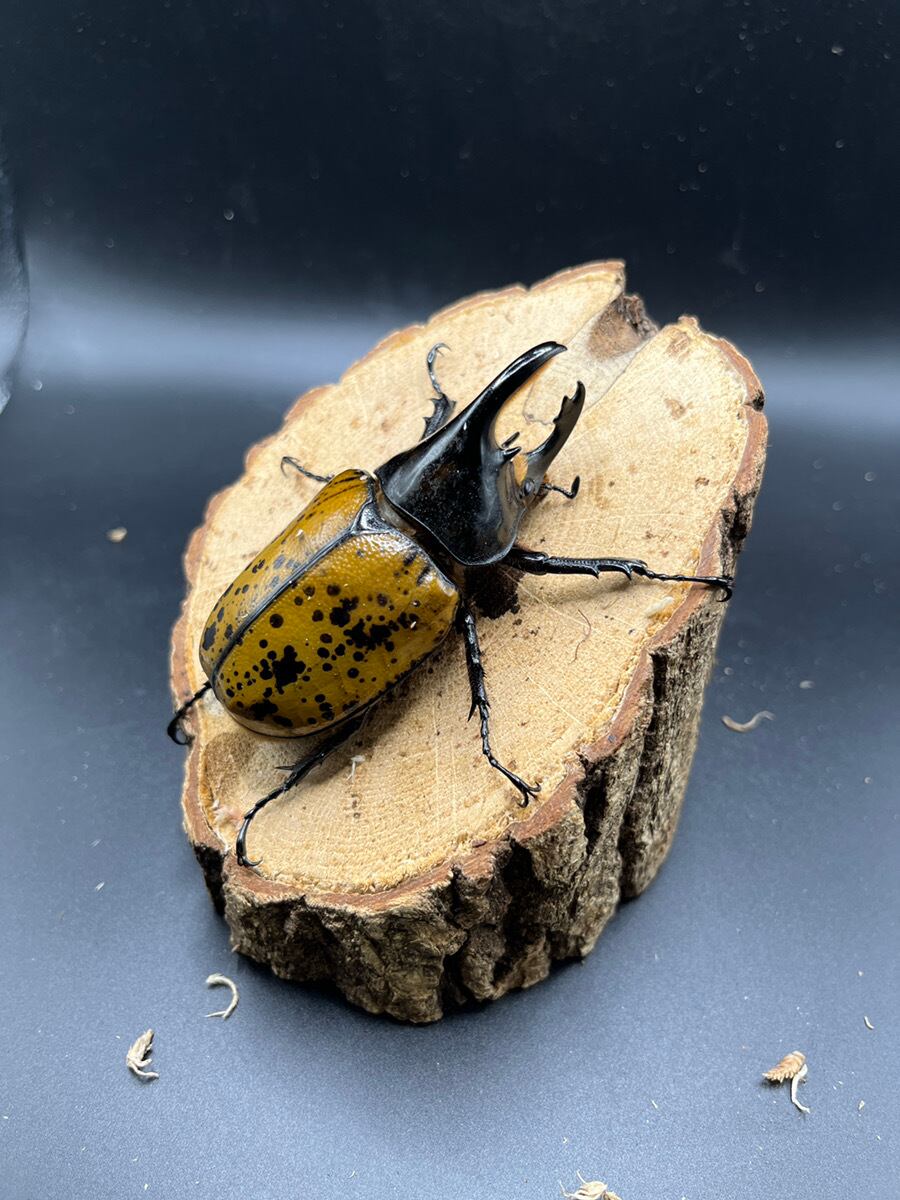 メキシコ産マヤシロカブト 64mm