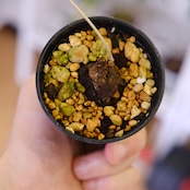 Stephania kaweesakii / ステファニア カウィーサキー㊷/ 観葉植物