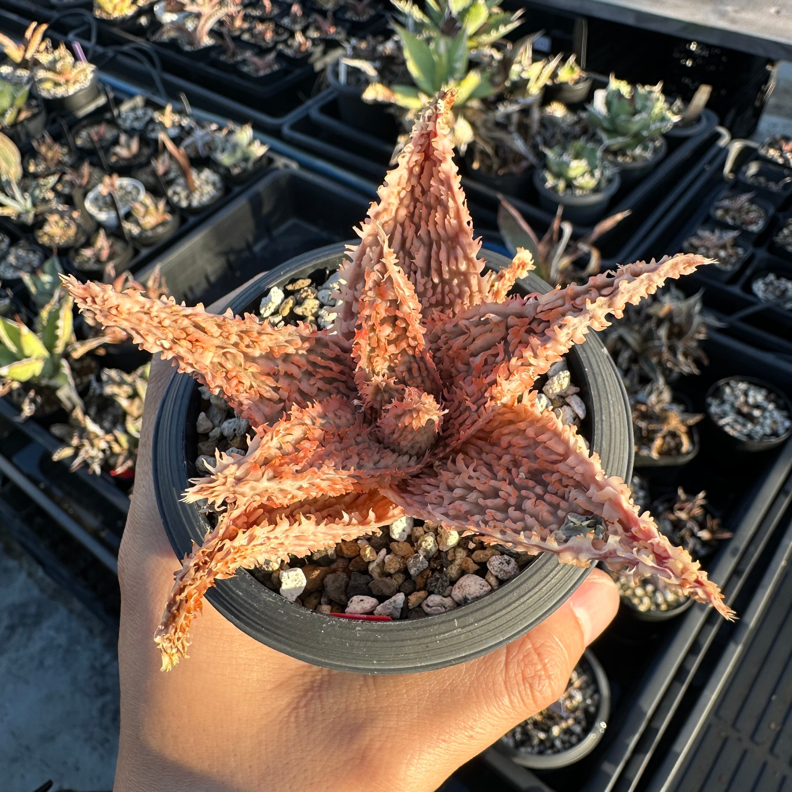 Aloe hybrid 3株セット アロエ ハイブリッド lava 【公式通販】