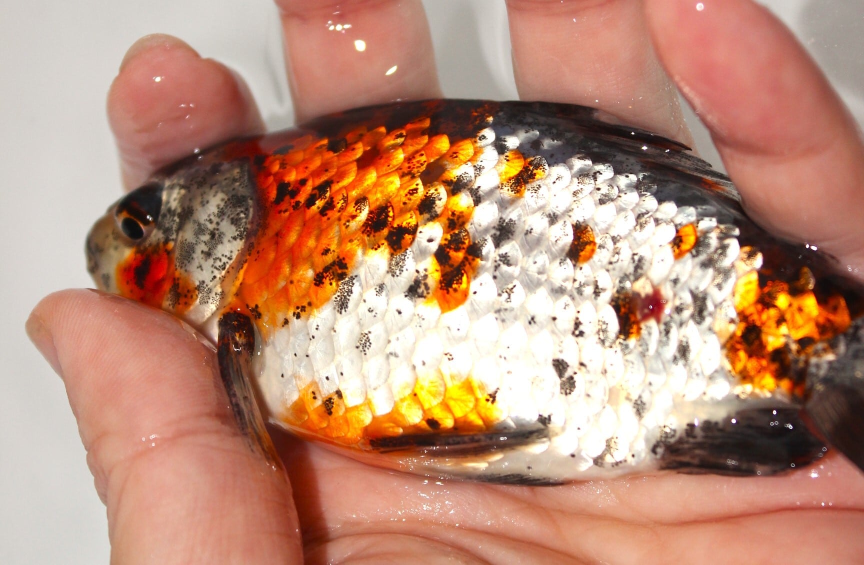 和金　三尾　15〜20センチ　5匹 和金体型 | 金魚専門店 和の美