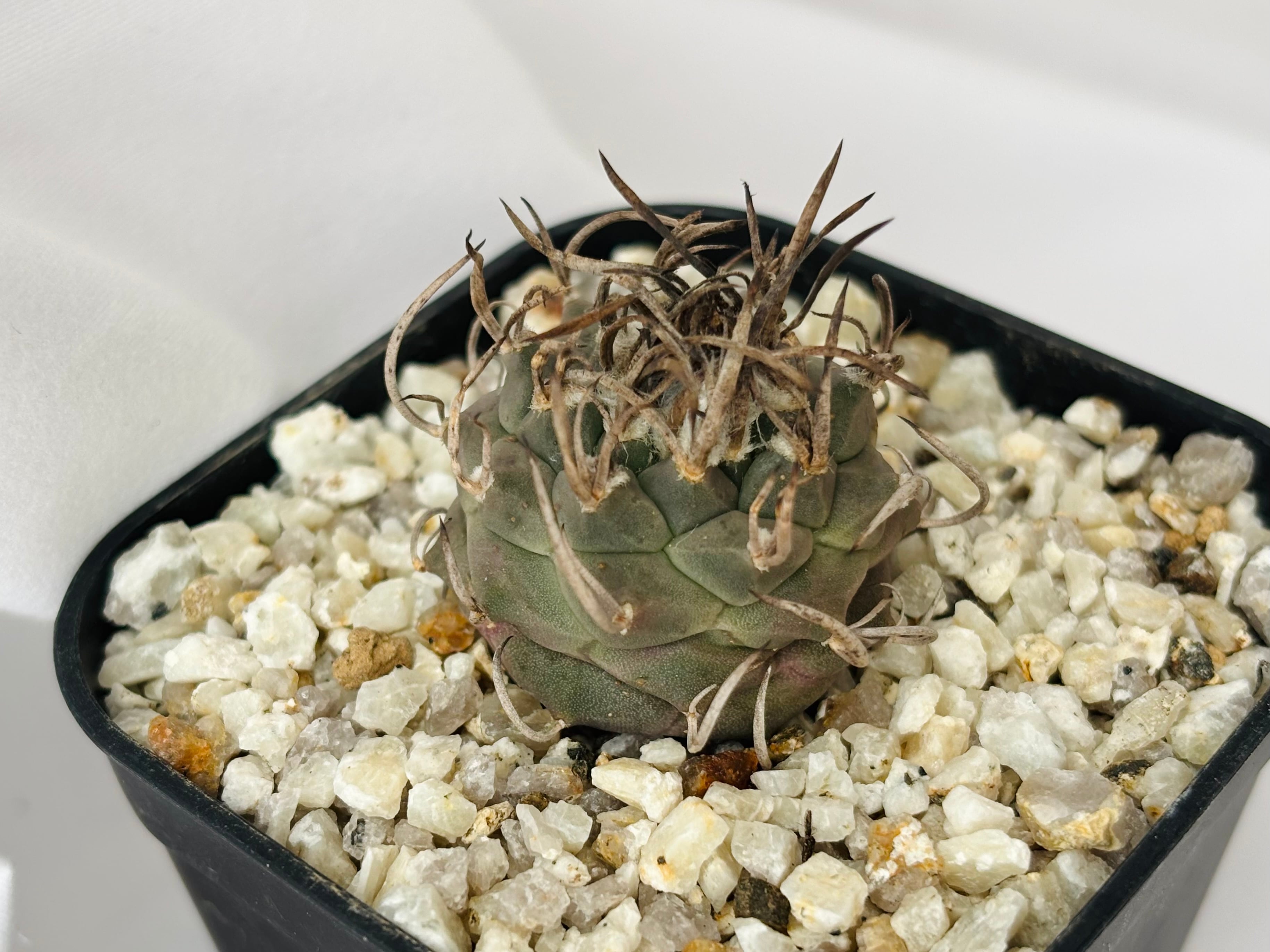 昇竜丸　　サボテン Turbinicarpus Schmiedickeanus ツルビニカルプス 昇竜丸 サボテン