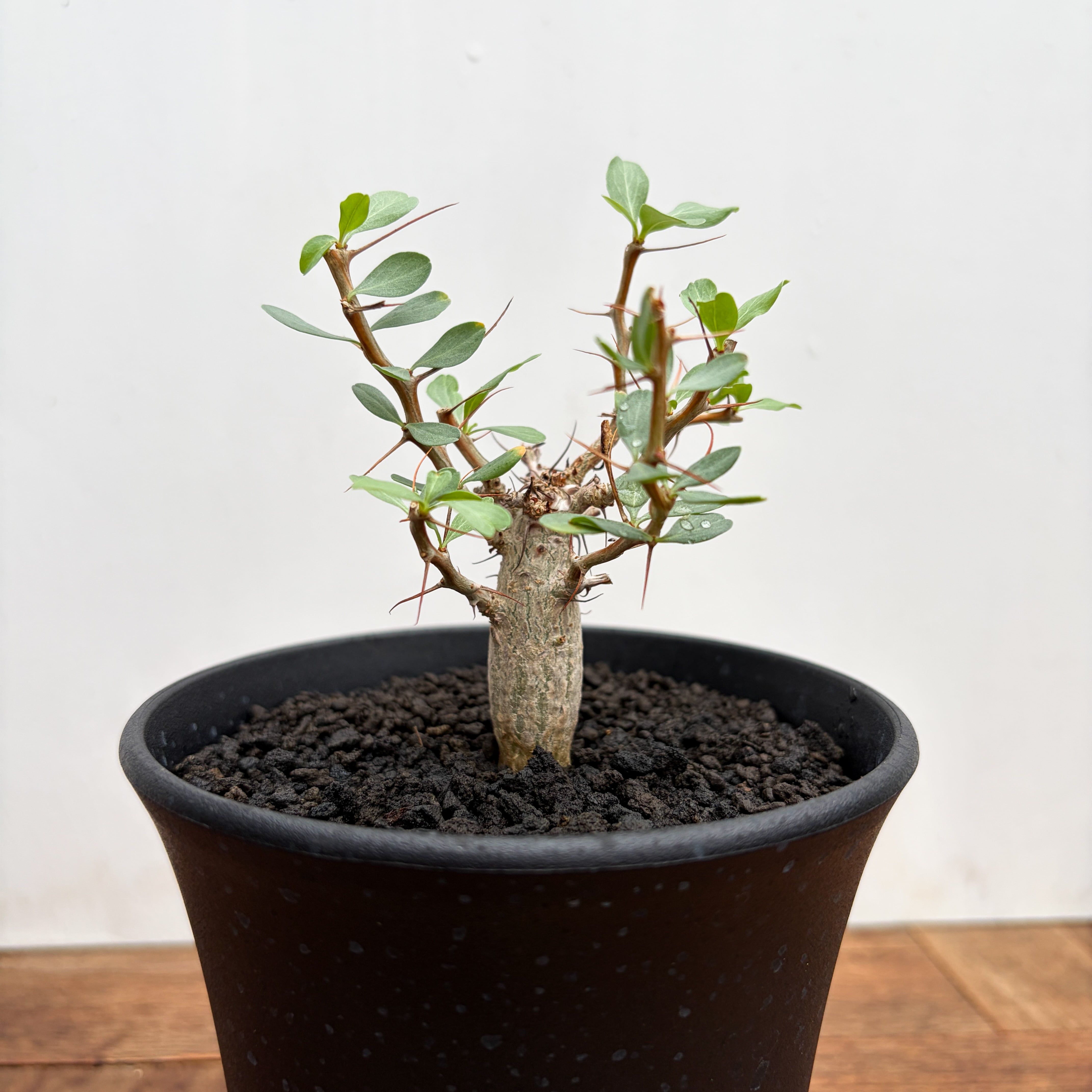 Fouquieria columnaris【フォークイエリア・コルムナリス・観峰玉