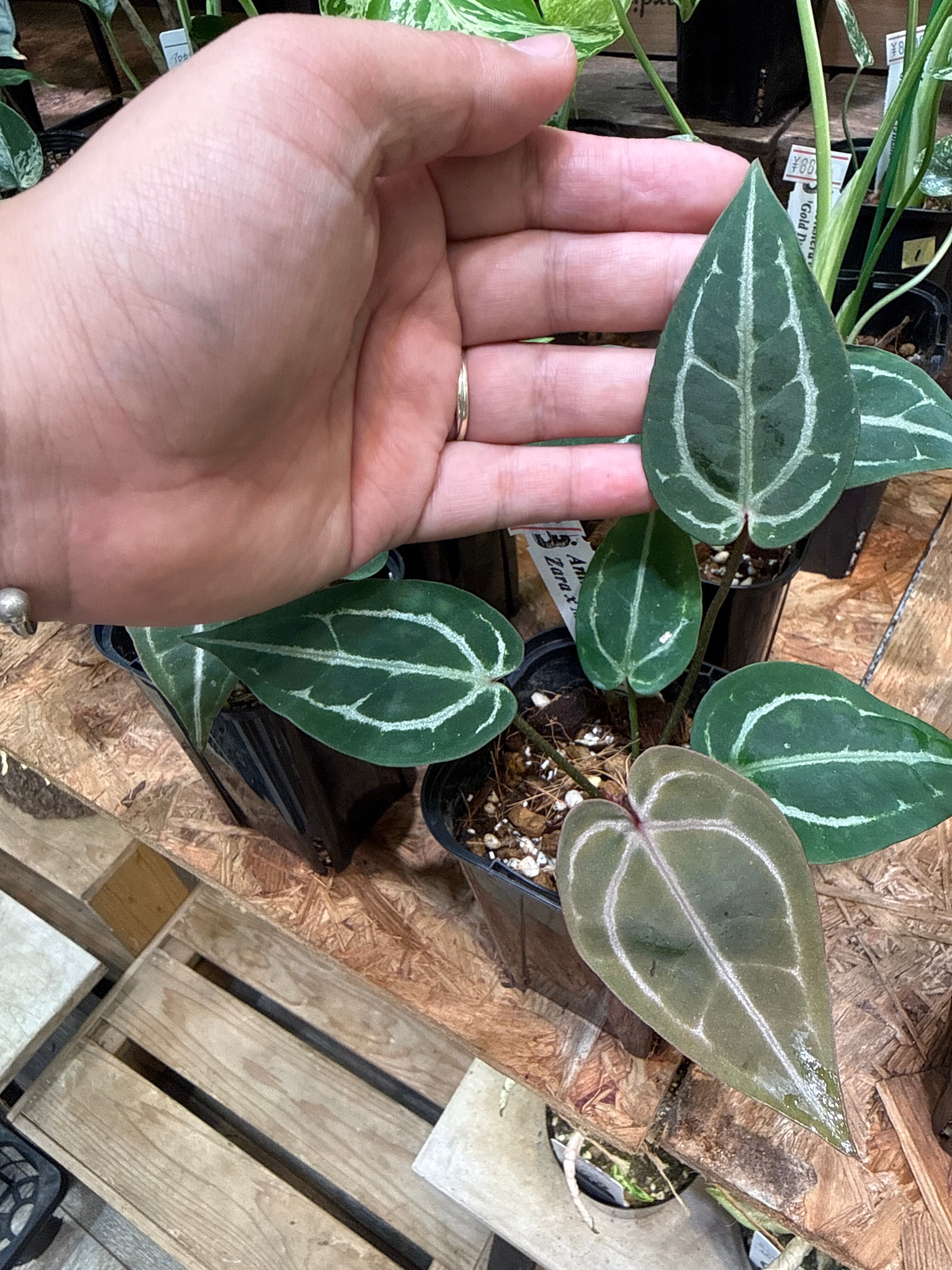 anthurium Zarx Michelle F4 | Gardenえん 【観葉熱帯植物】