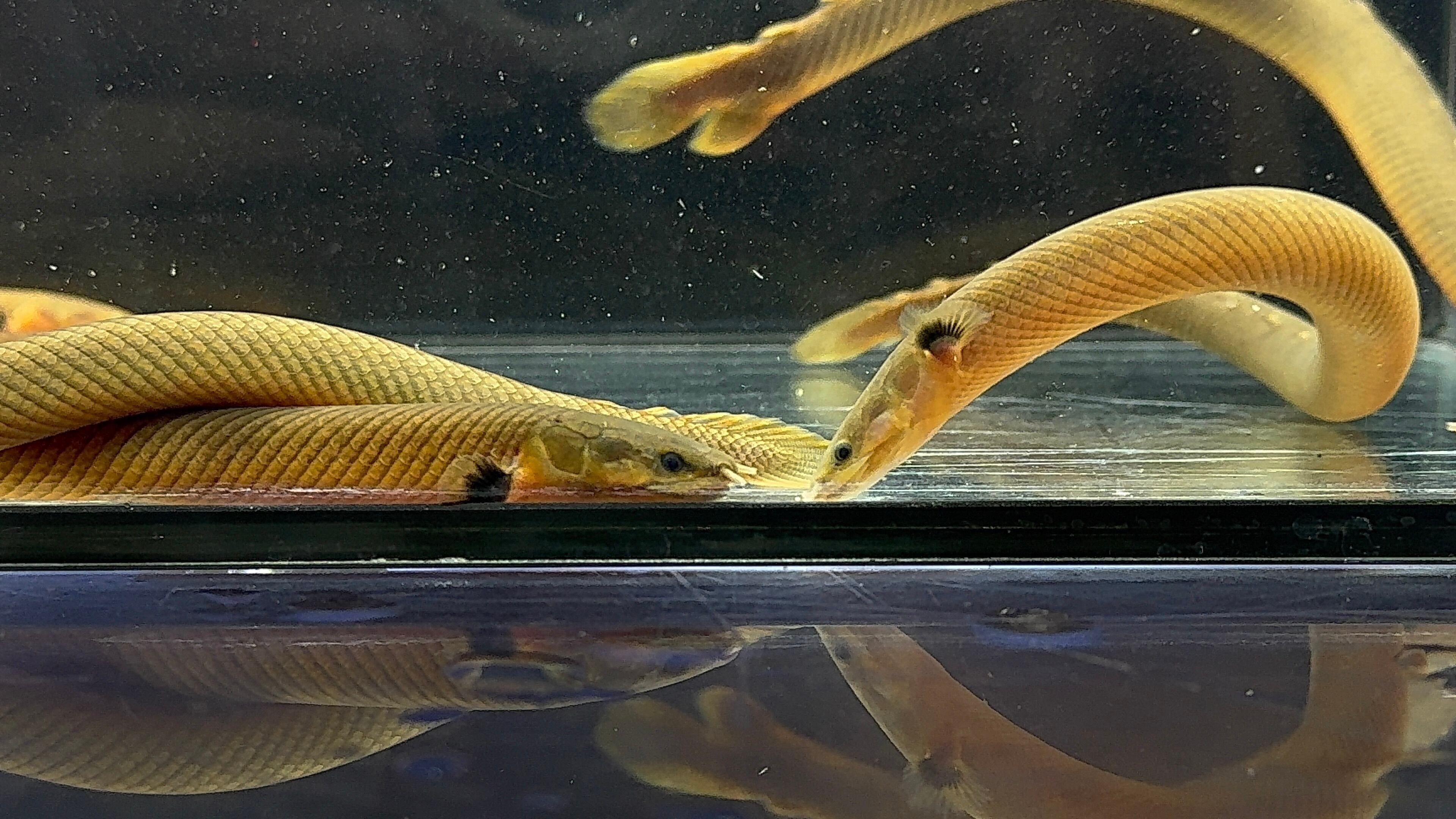 ポリプテルス | AQUASTYLEG