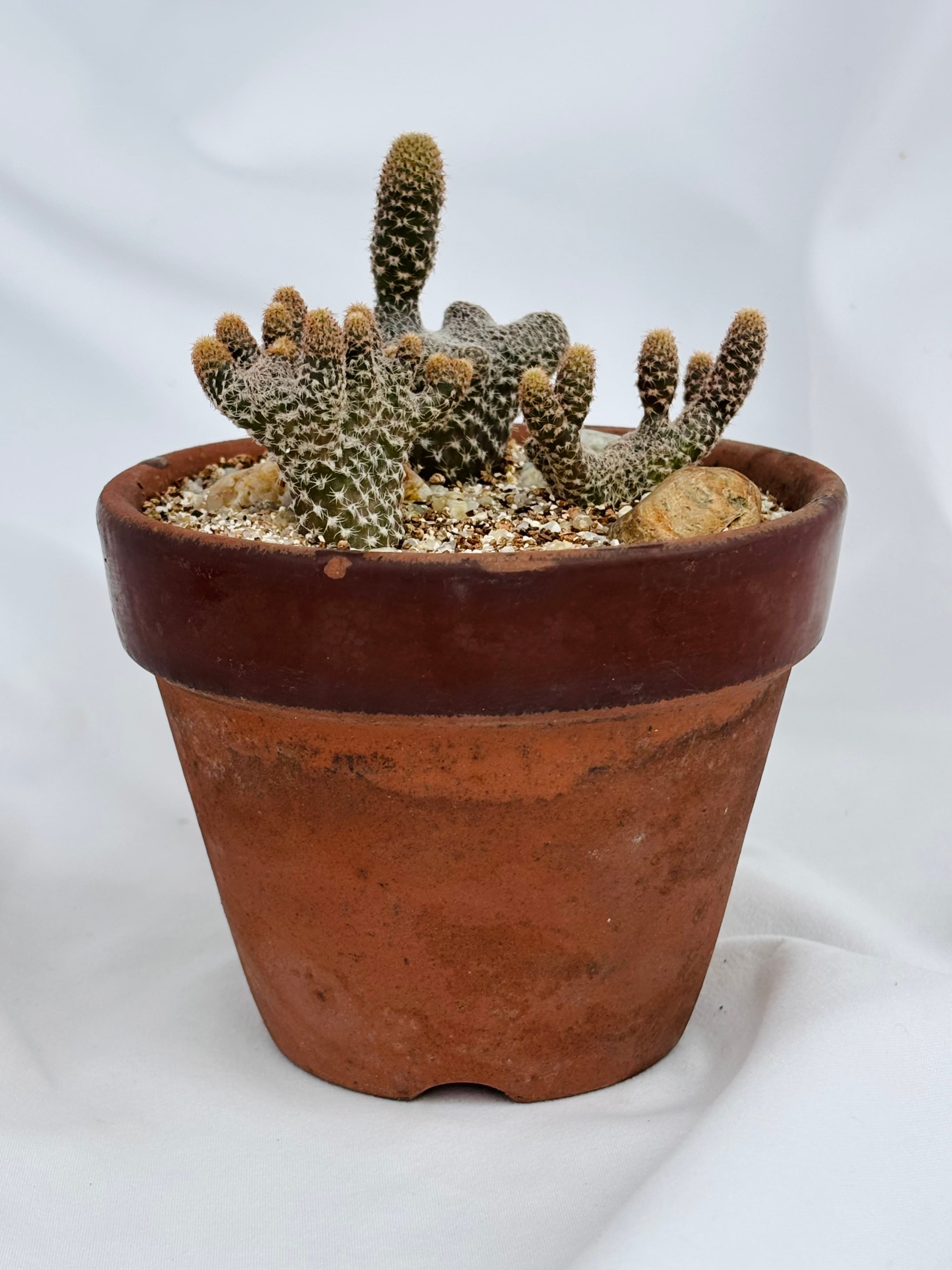 Puna clavarioides クラバリオイデス 茸団扇 白鶏冠 サボテン | plants
