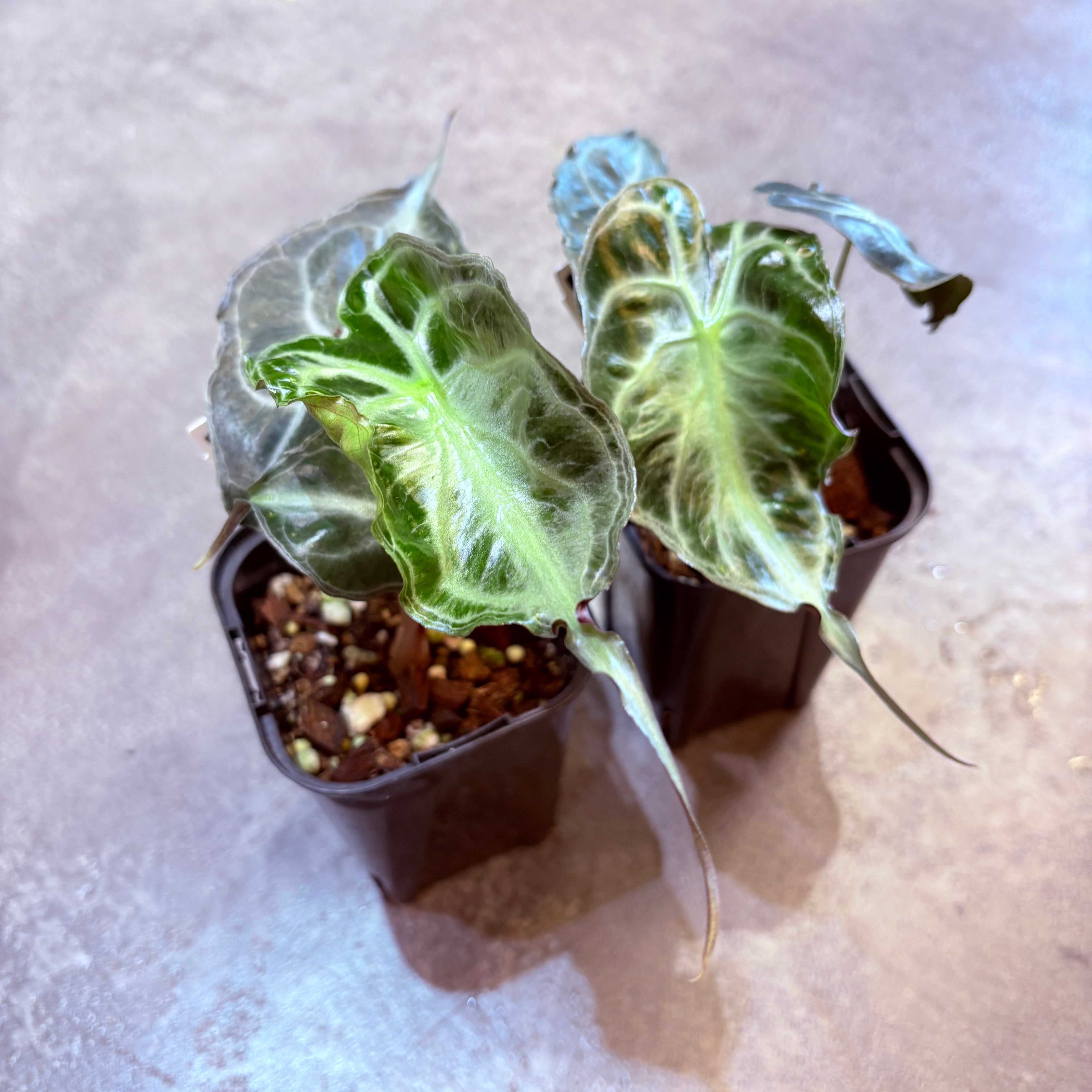 アロカシア ヴェノム 3号 | Green Vibes 宇都宮市の観葉植物専門店