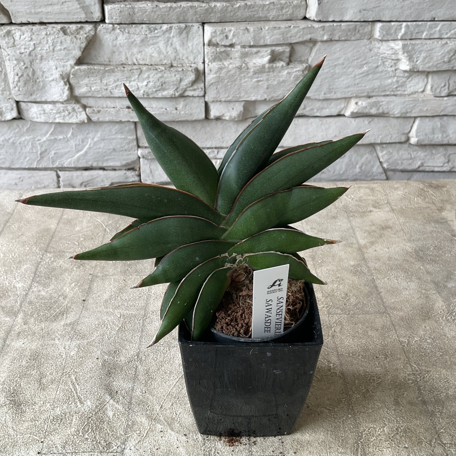 観葉植物】レア サンスベリア 選べる12種 | 橋本種苗園