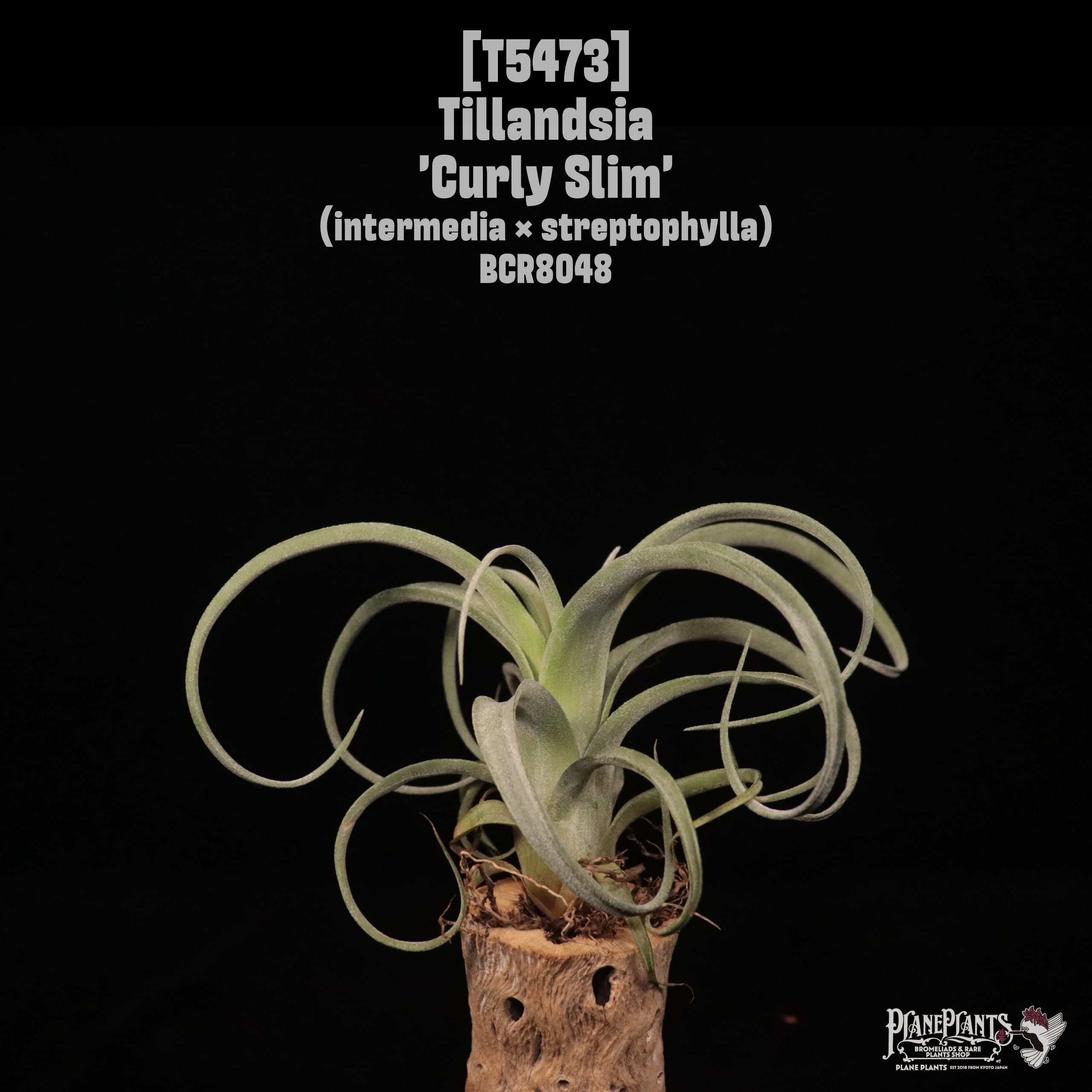 □ IN STOCK [販売中商品] | plane plants