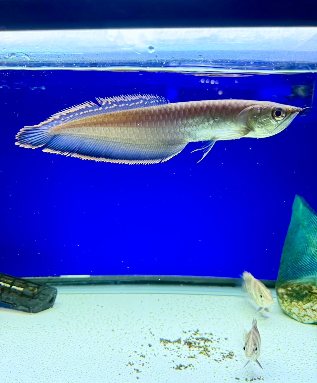 ワイルドブラックアロワナ（ブルー） - 1